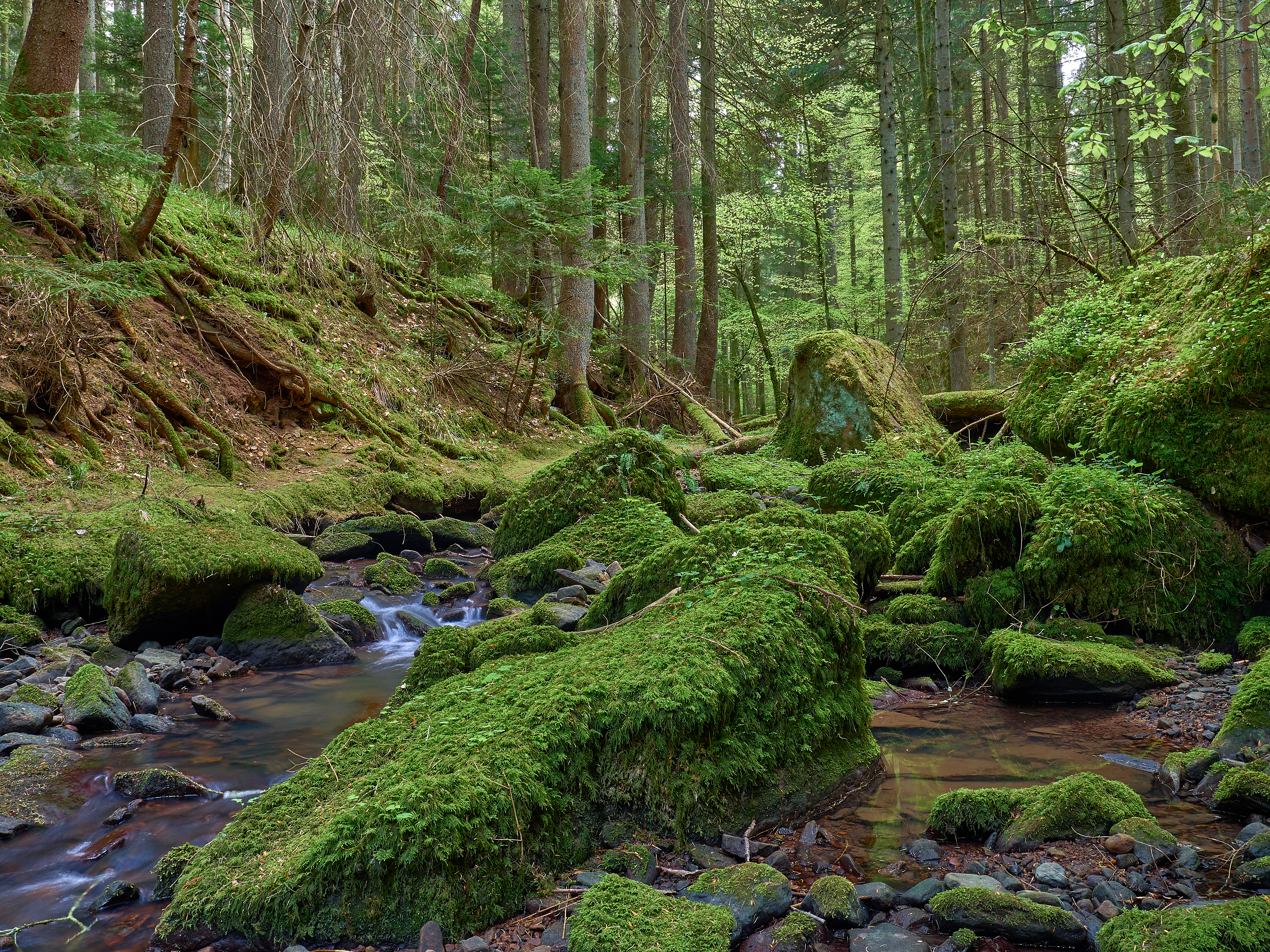 Wallpapers landscape moss Creek on the desktop