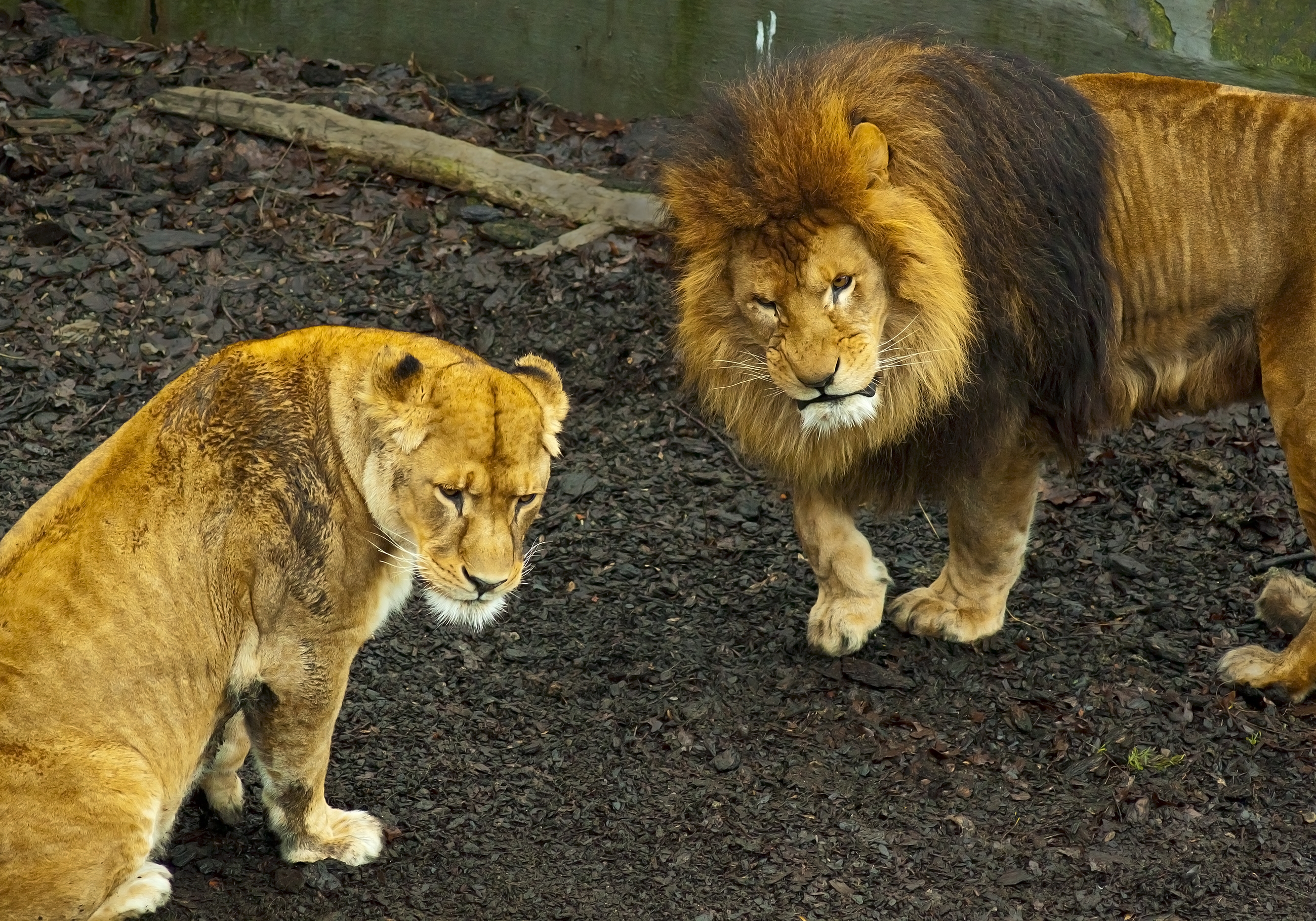 狮子和母狮在为某些事情不开心。