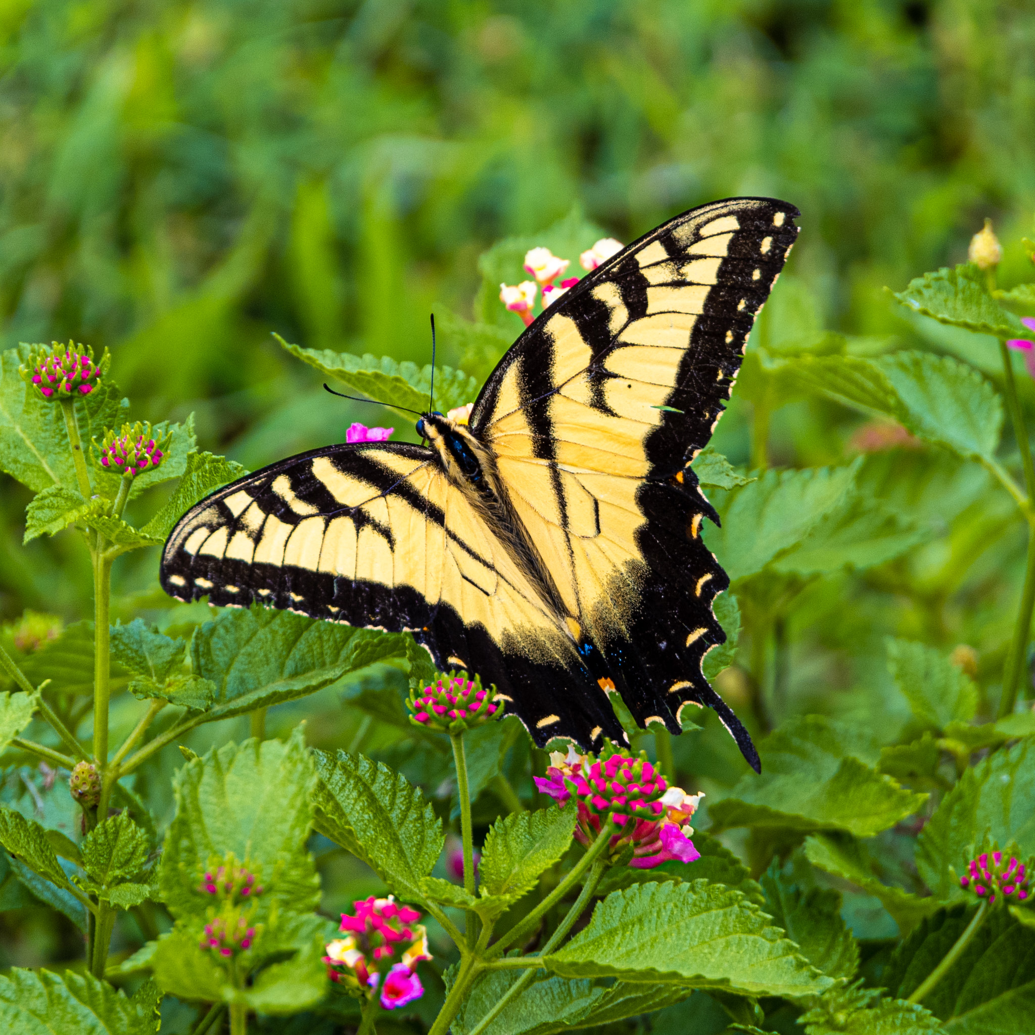 免费照片绿色草地上的黄蝴蝶