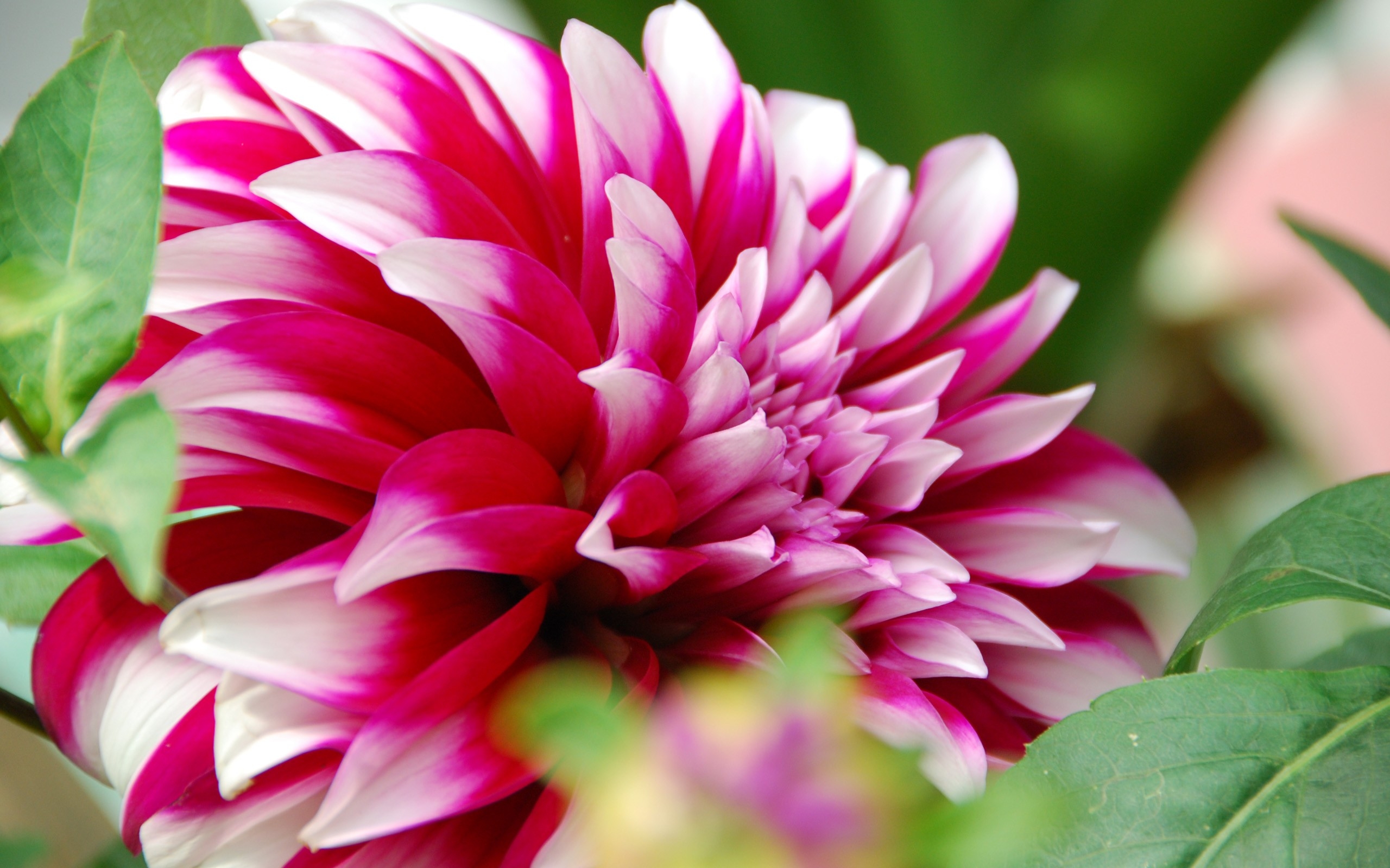 Free photo Pink dahlia