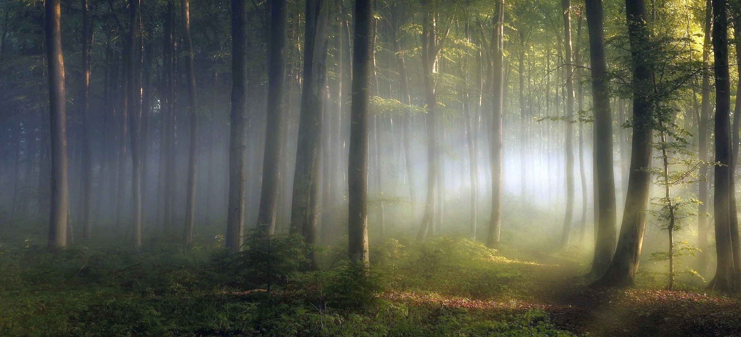 阳光明媚的早晨，森林中的雾气