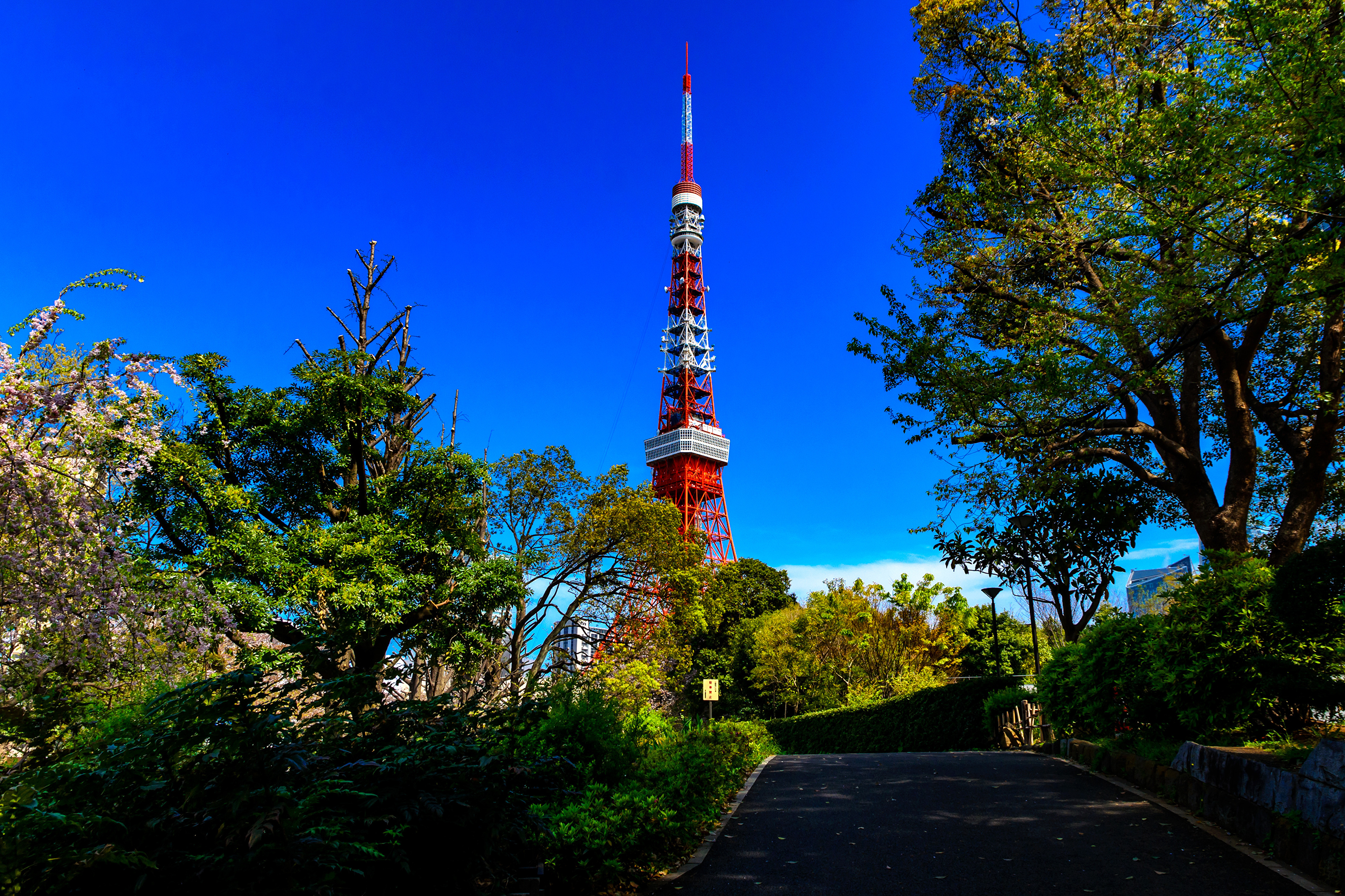 Wallpapers cities trees tower on the desktop