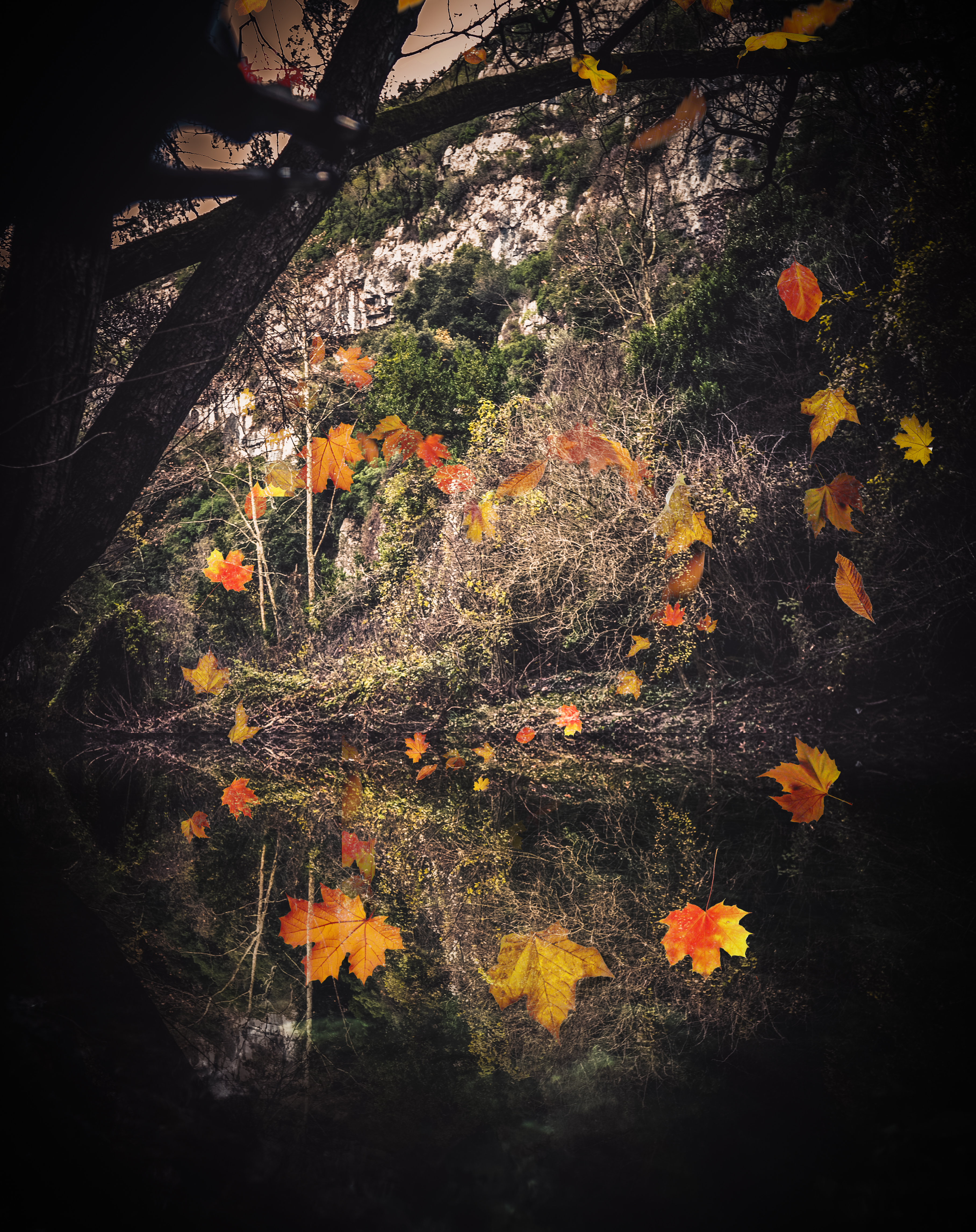 Wallpapers trees nature orange leaves on the desktop