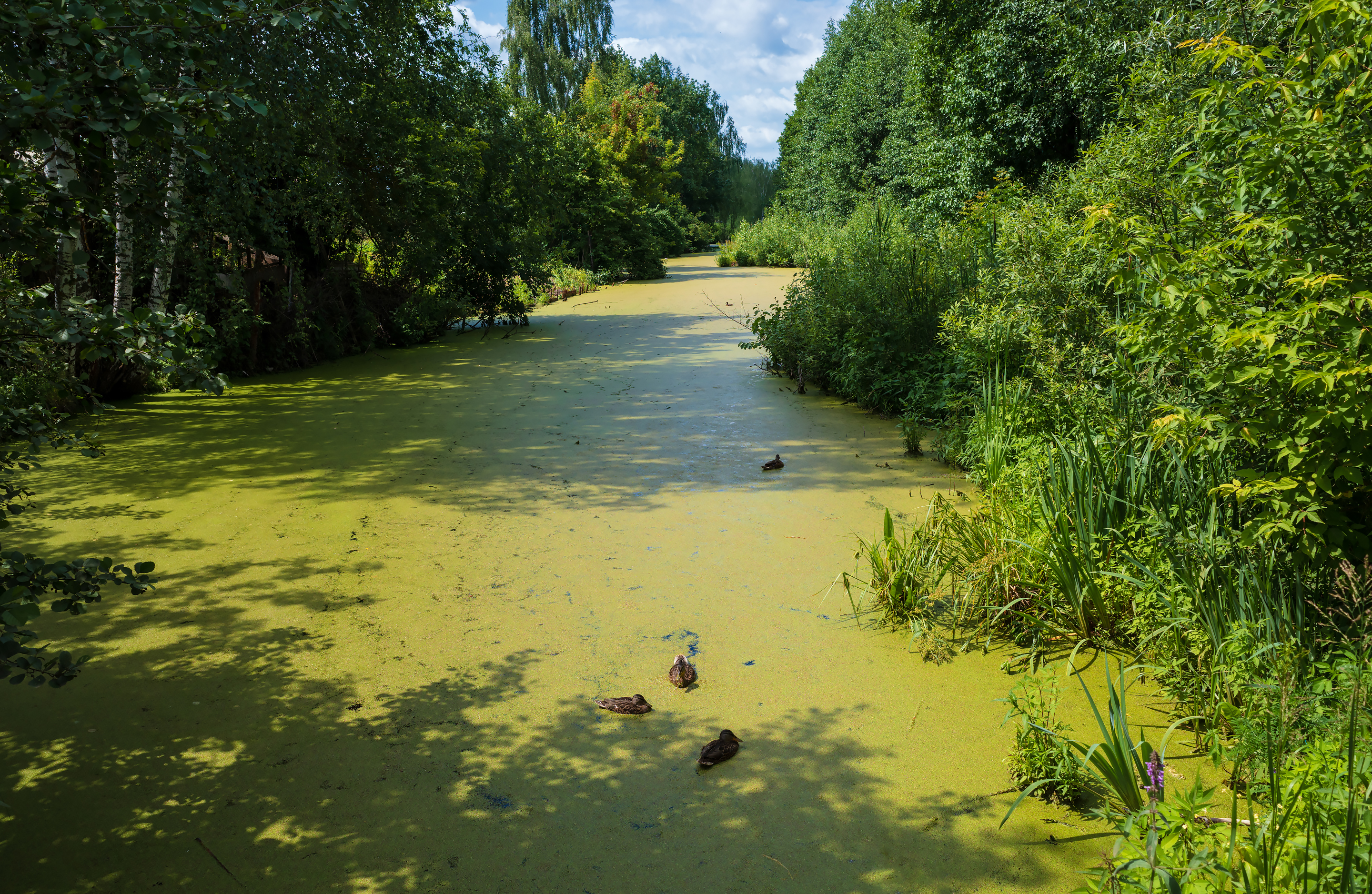 A marshy little lake with ducks
