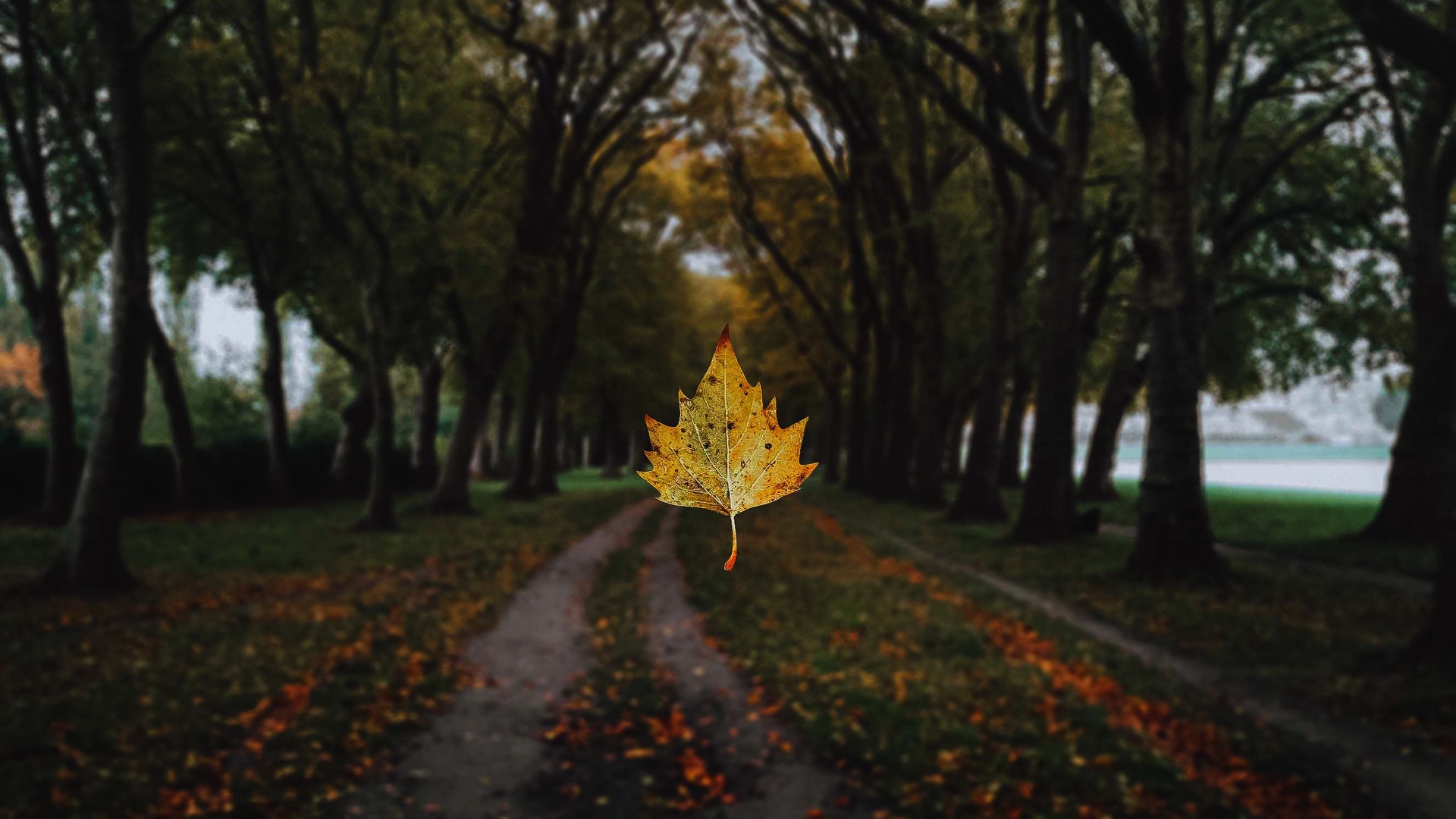 免费照片秋天的落叶