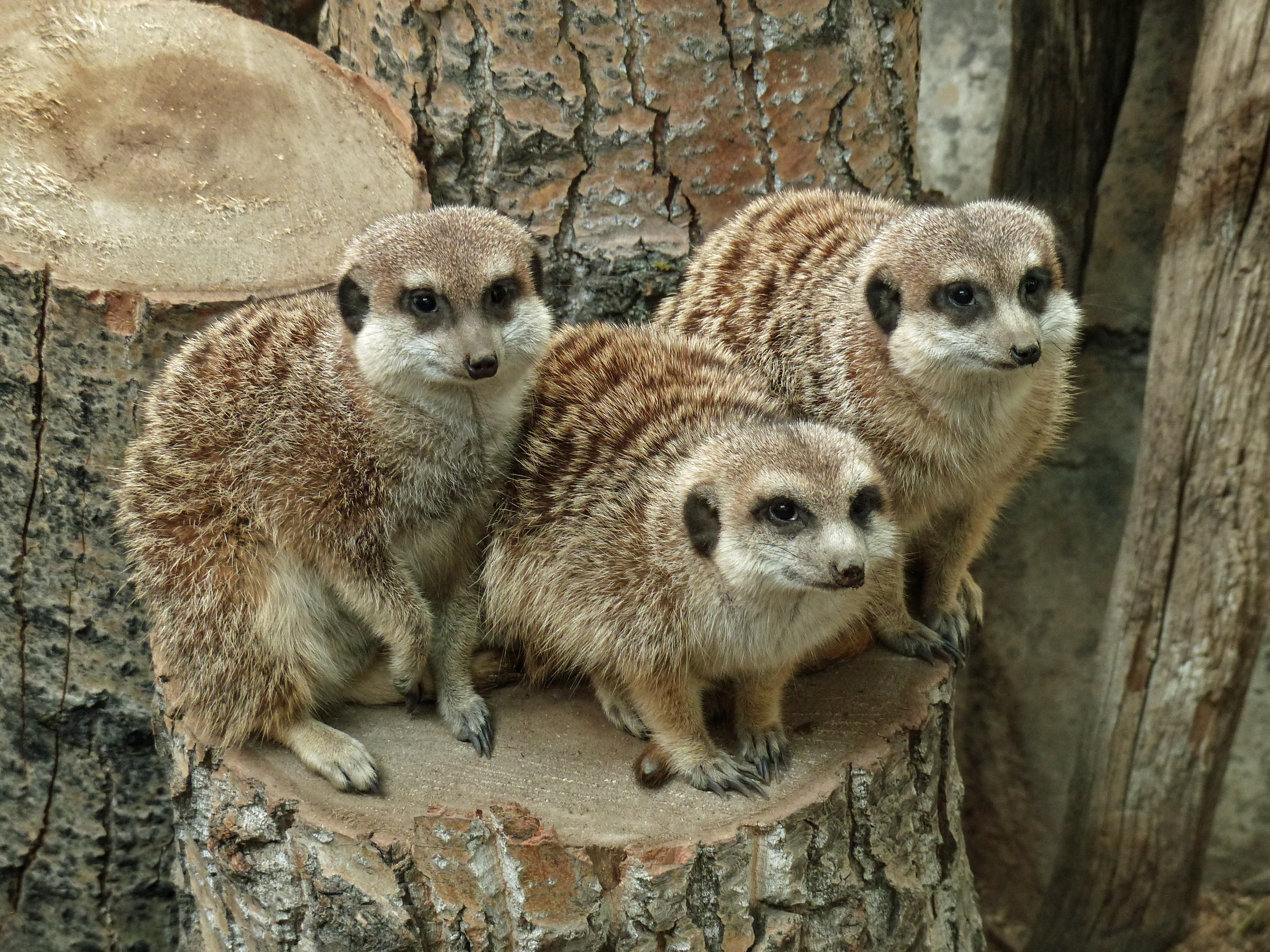 Обои Meerkat Calgary Zoo Calgary на рабочий стол