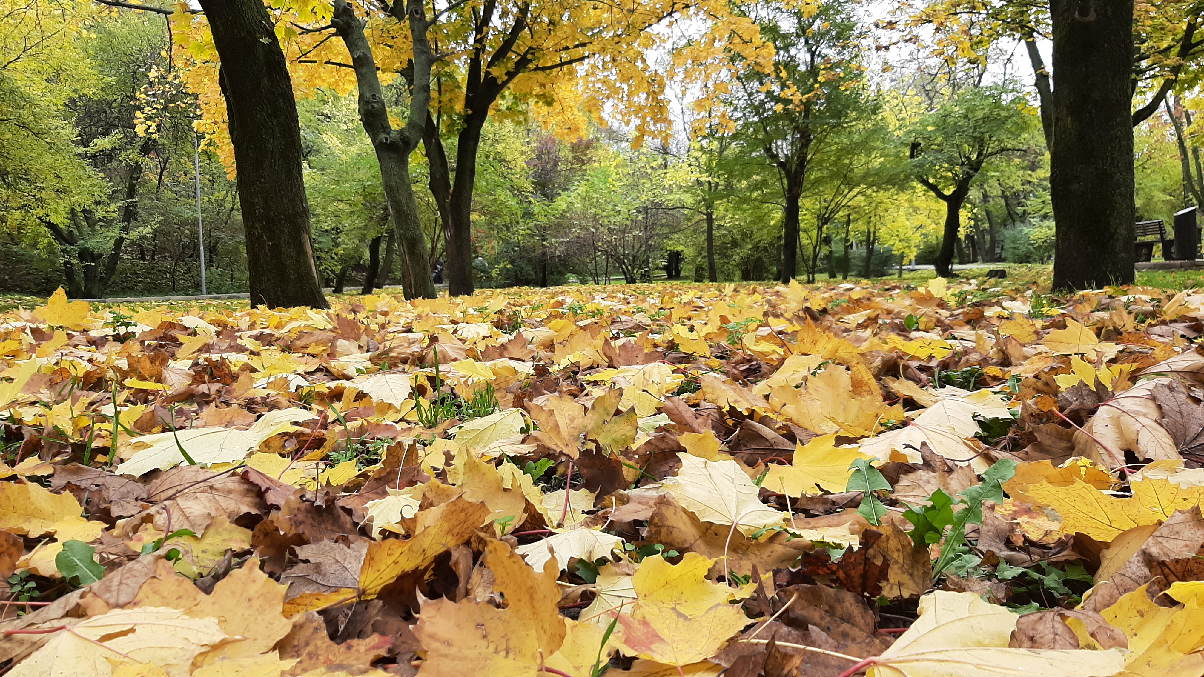 Free photo Fallen maple leaves on a small lawn