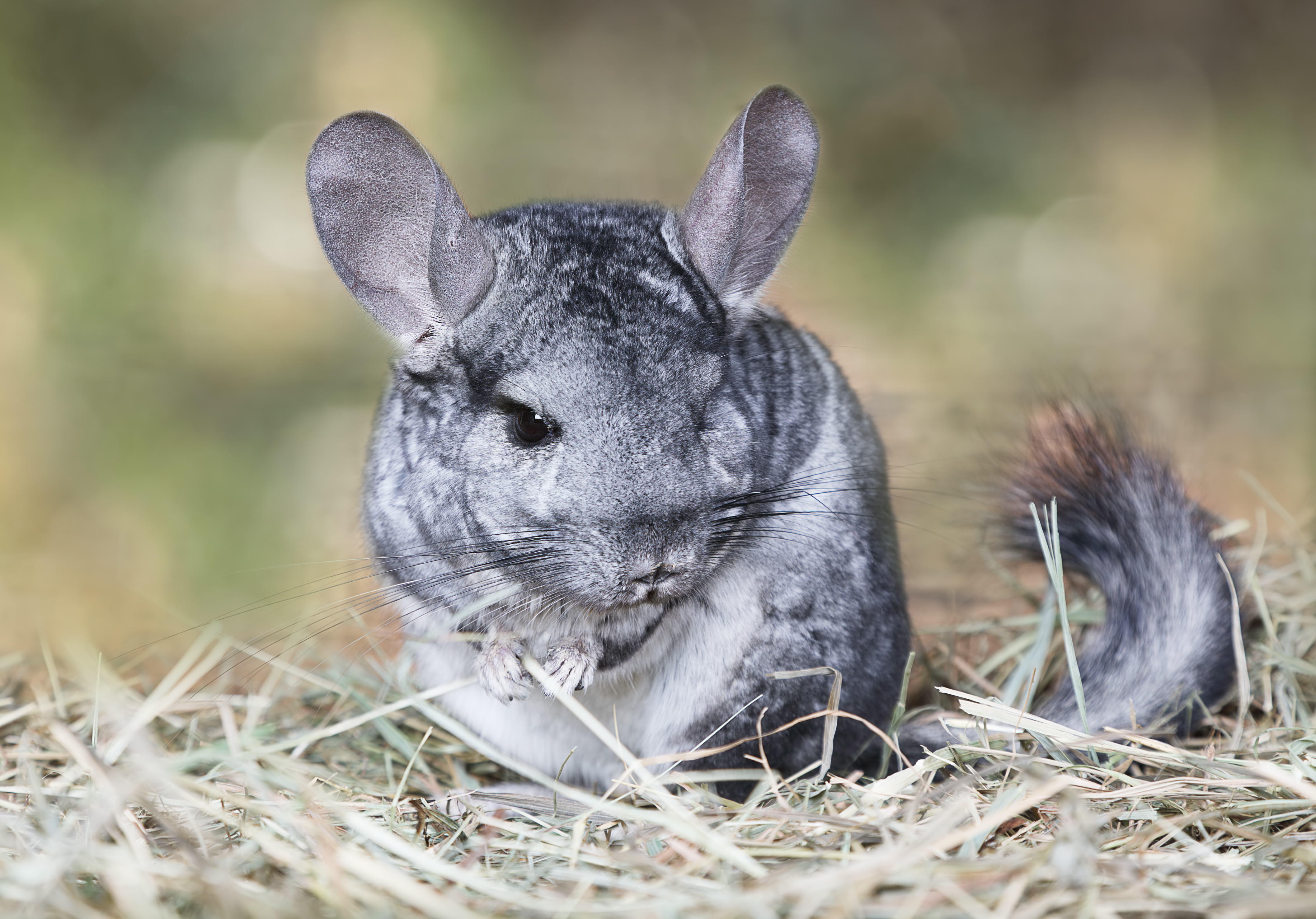 A gray mouse sits on the hay