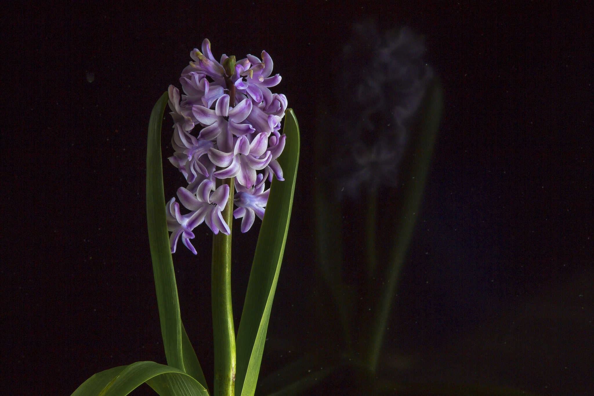 Wallpapers Beautiful flowers Flowers hyacinth on the desktop