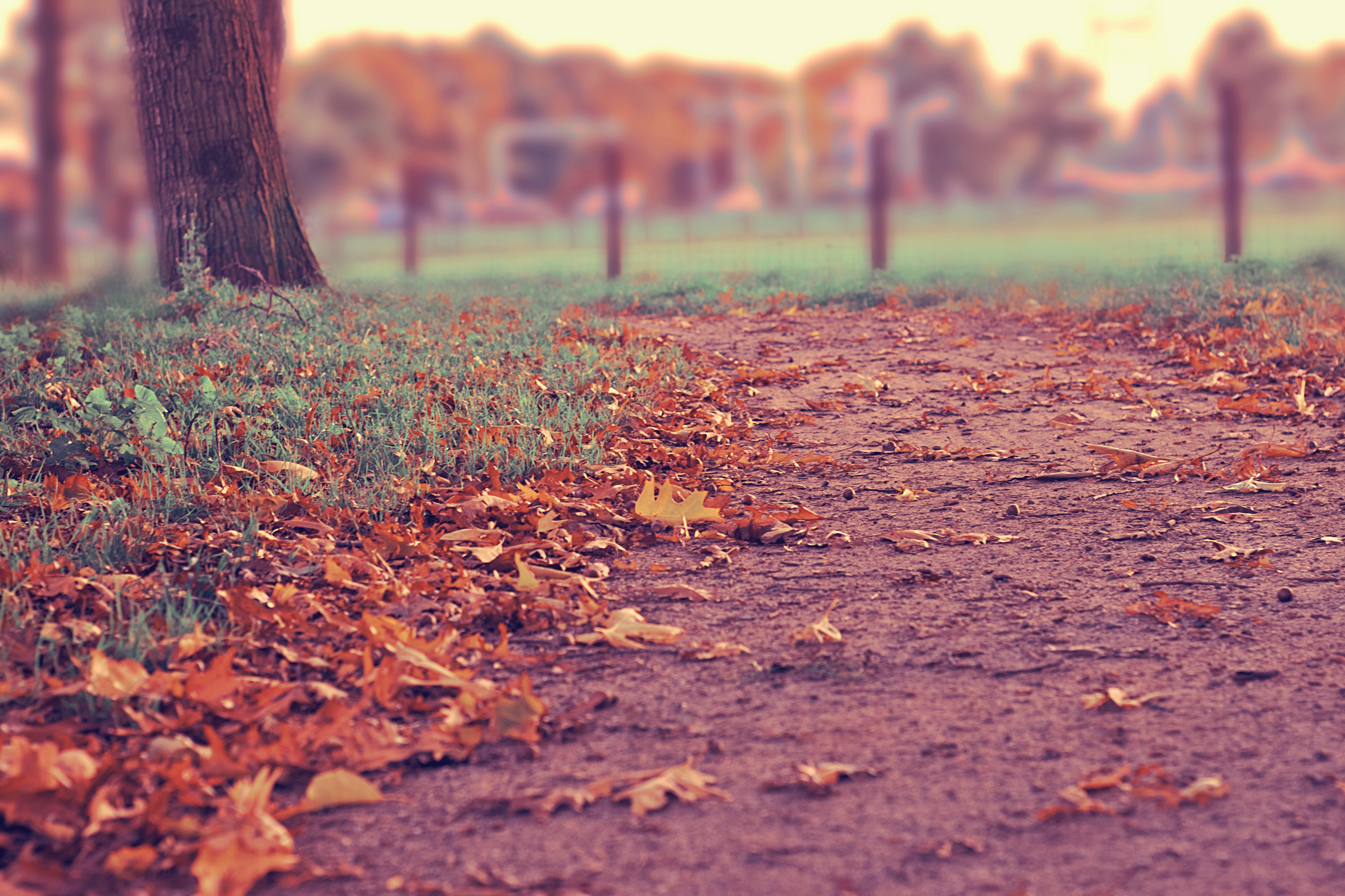 Free photo An autumn path during leaf-fall