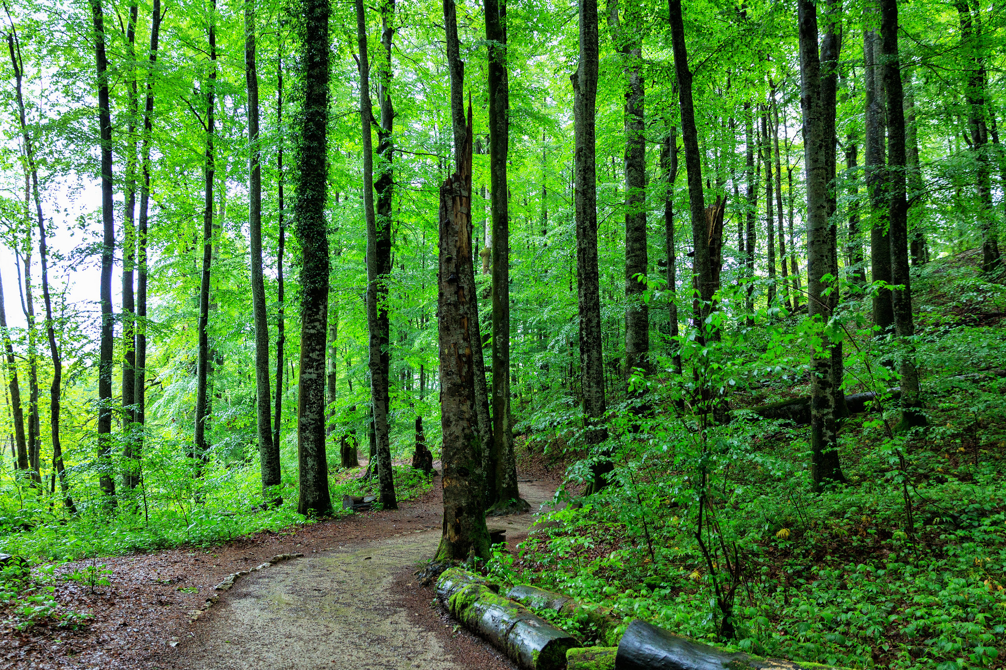 Free photo A path in the park