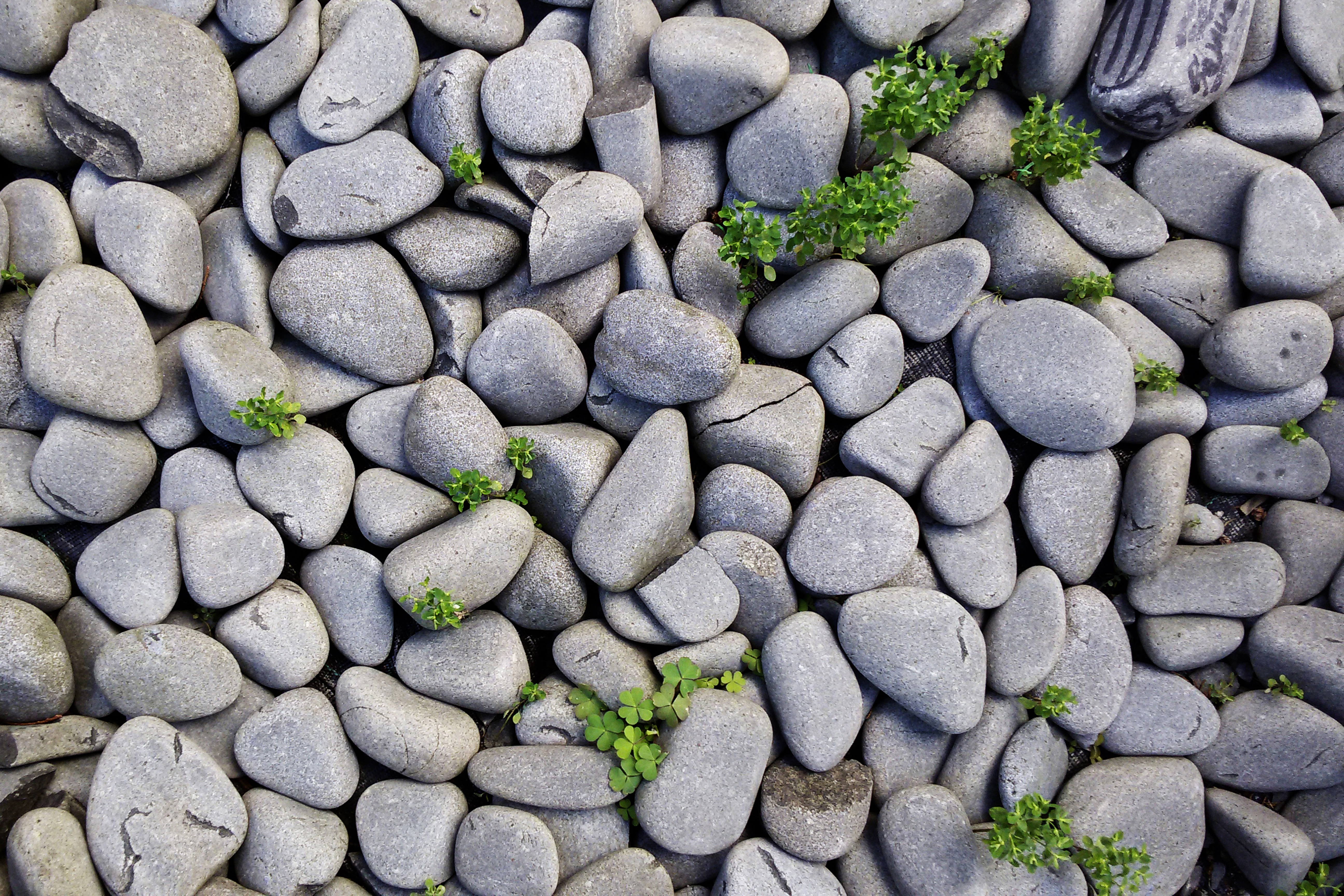 Free photo Grass sprouted through gravel