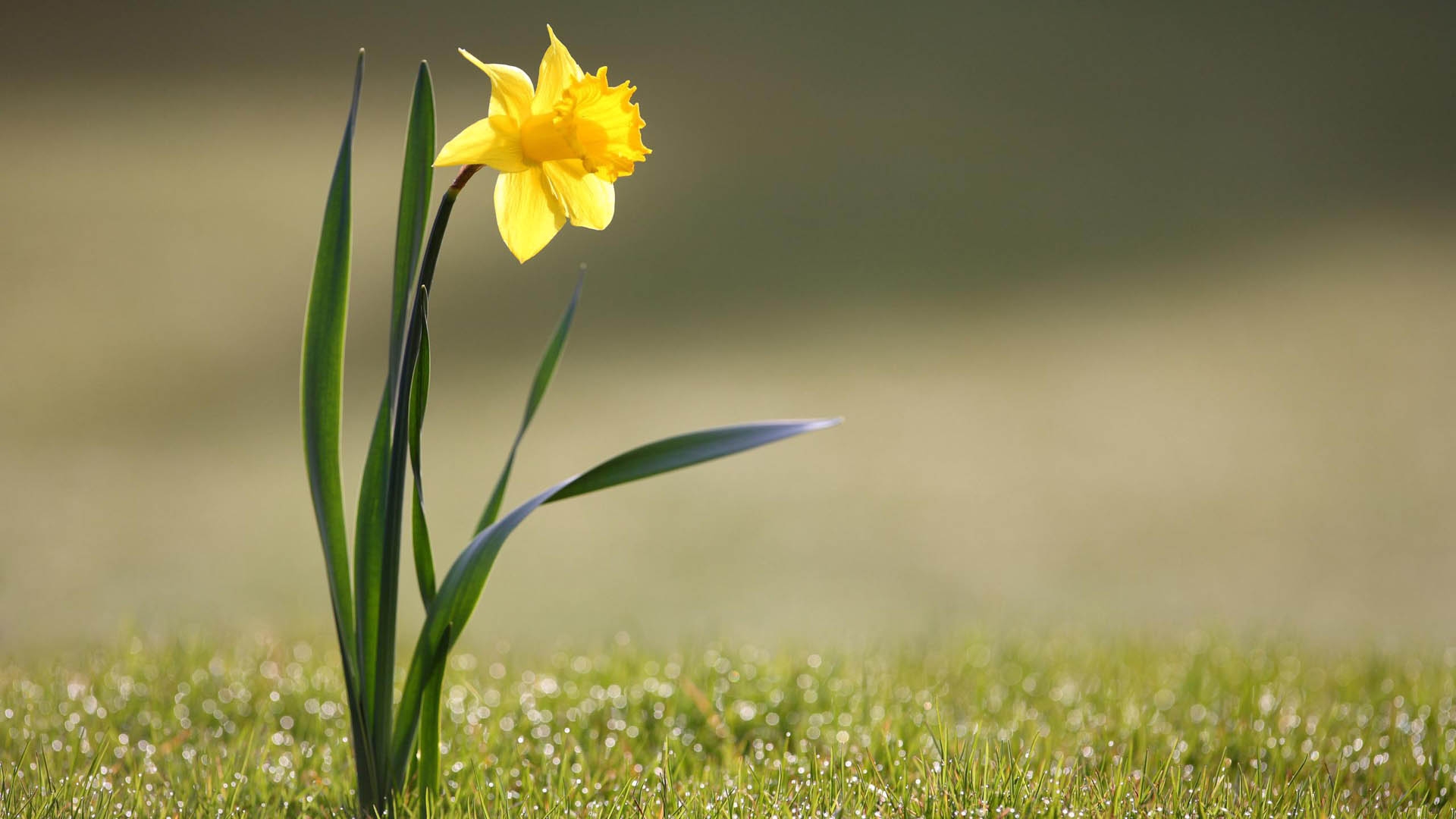 Wallpapers sunlight nature grass on the desktop