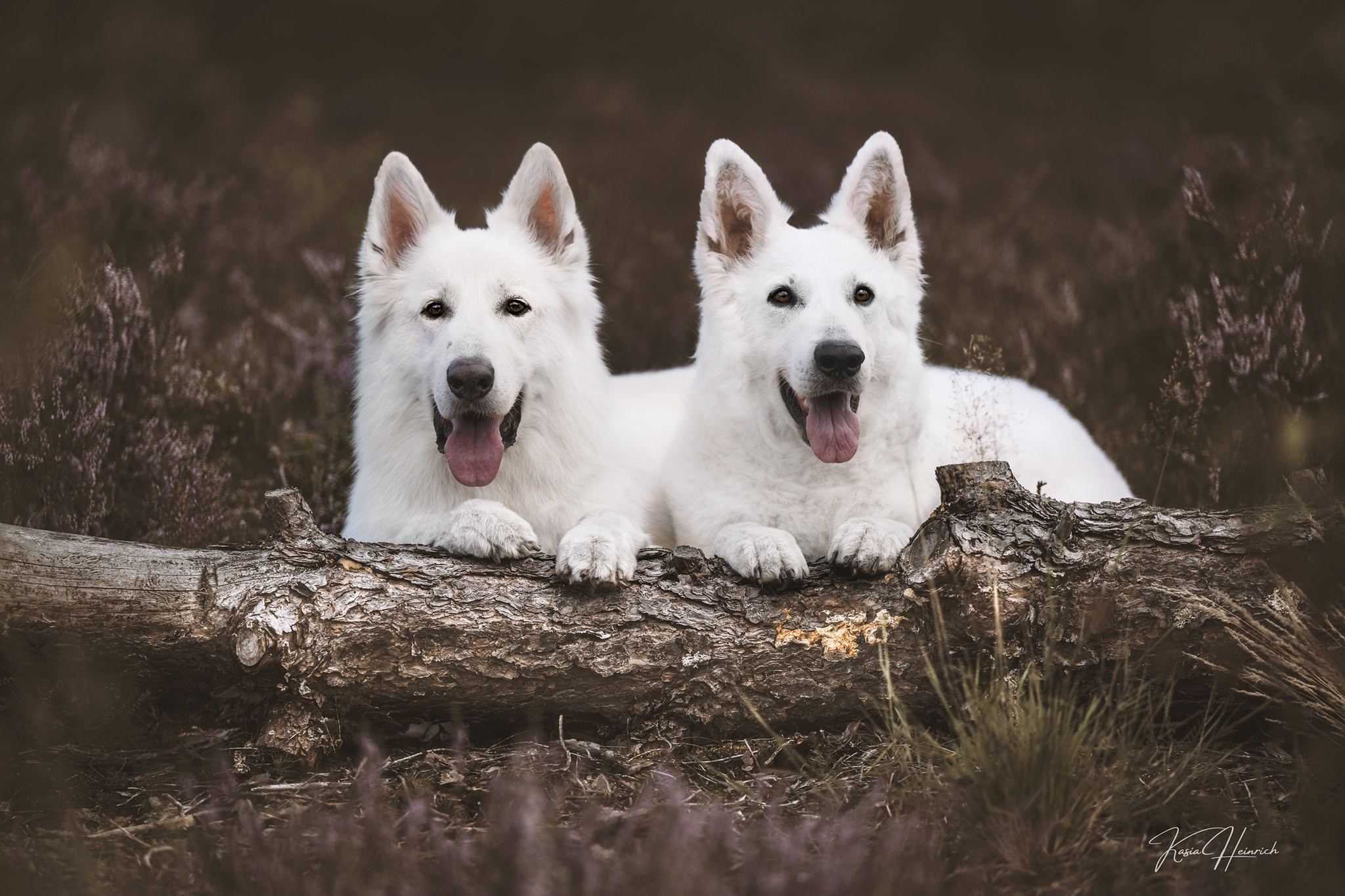 Two white Swiss shepherds