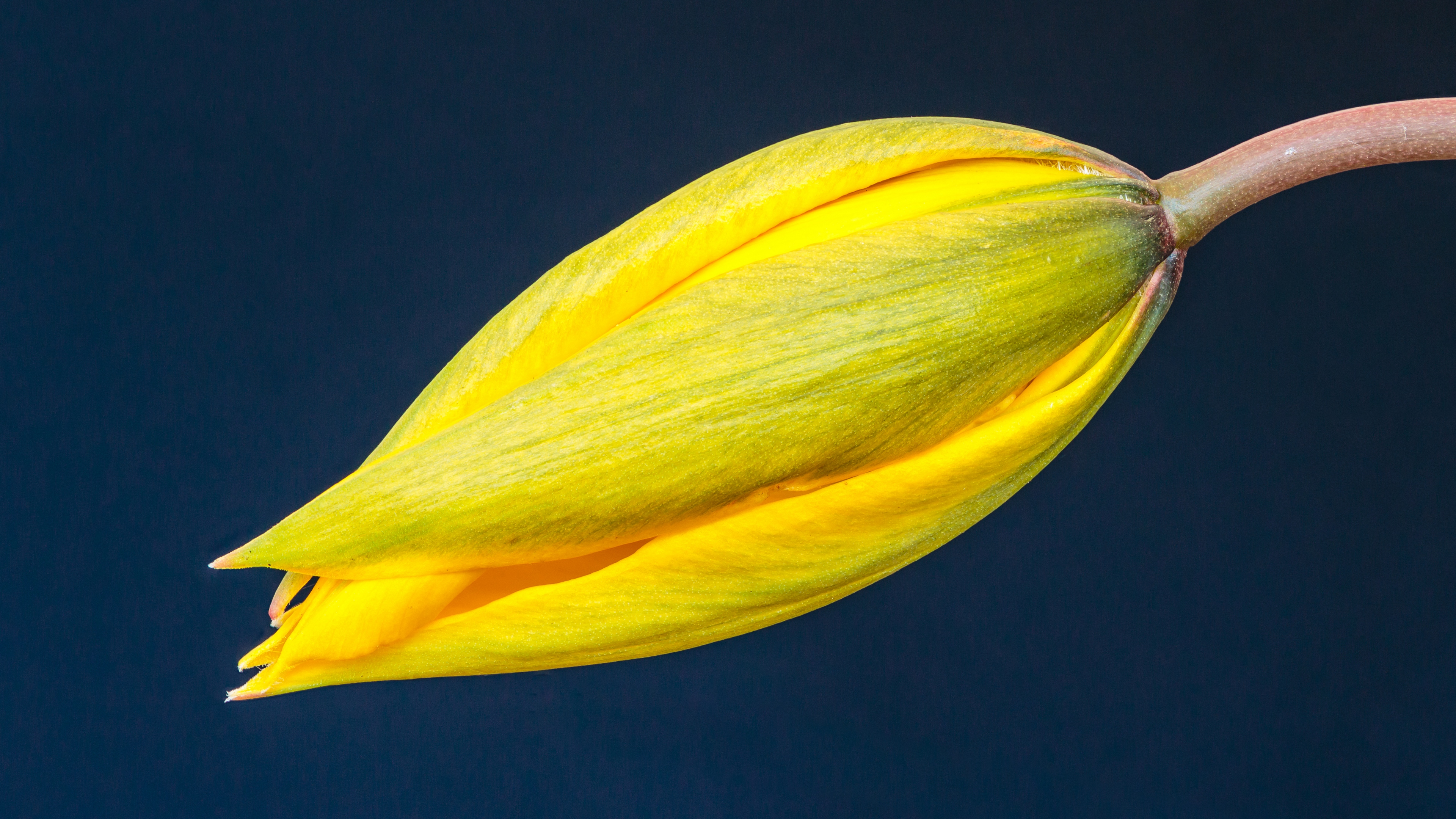 Free photo Close-up of a yellow tulip flower