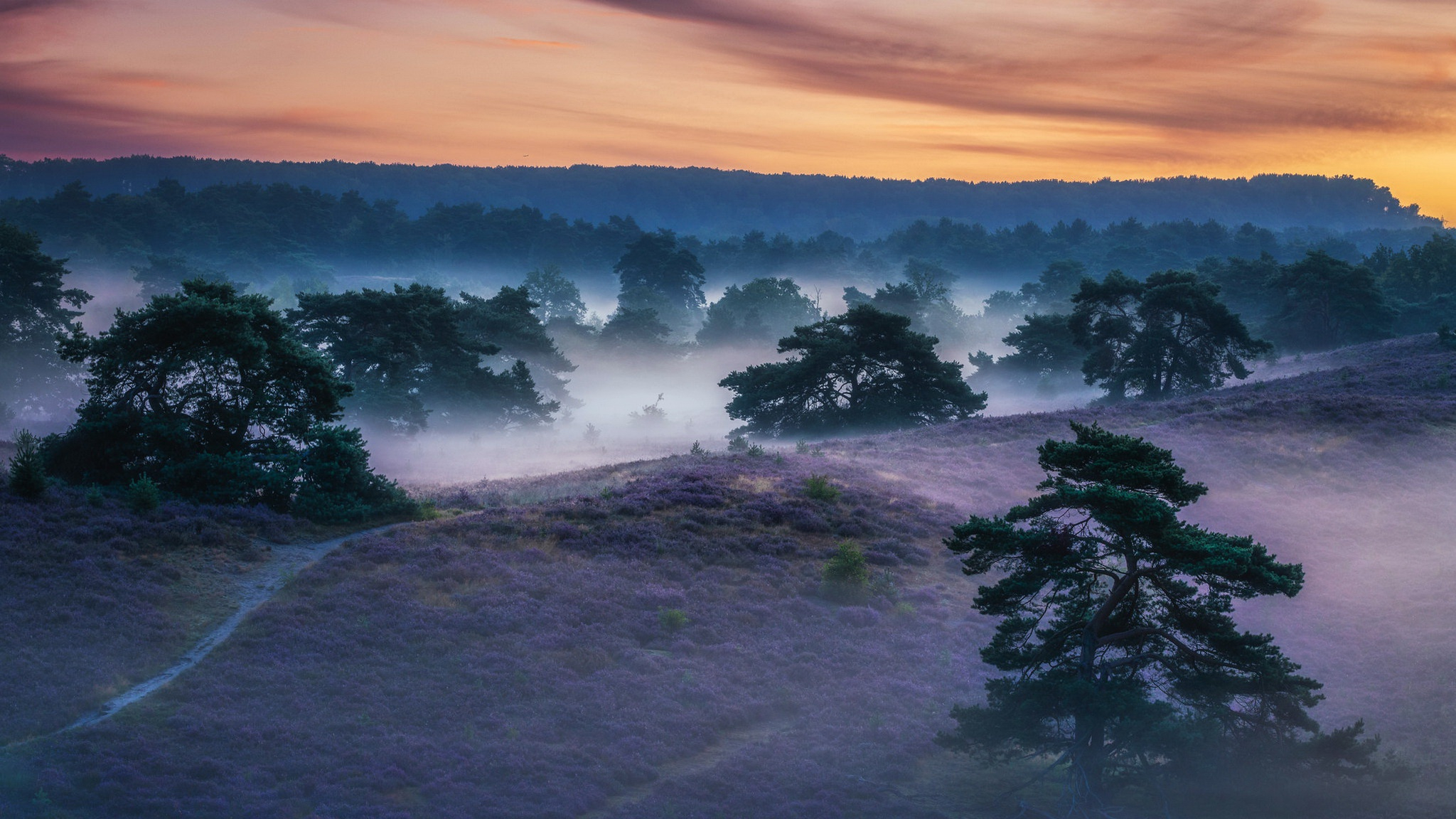 Бесплатное фото Туманное утро в лесу