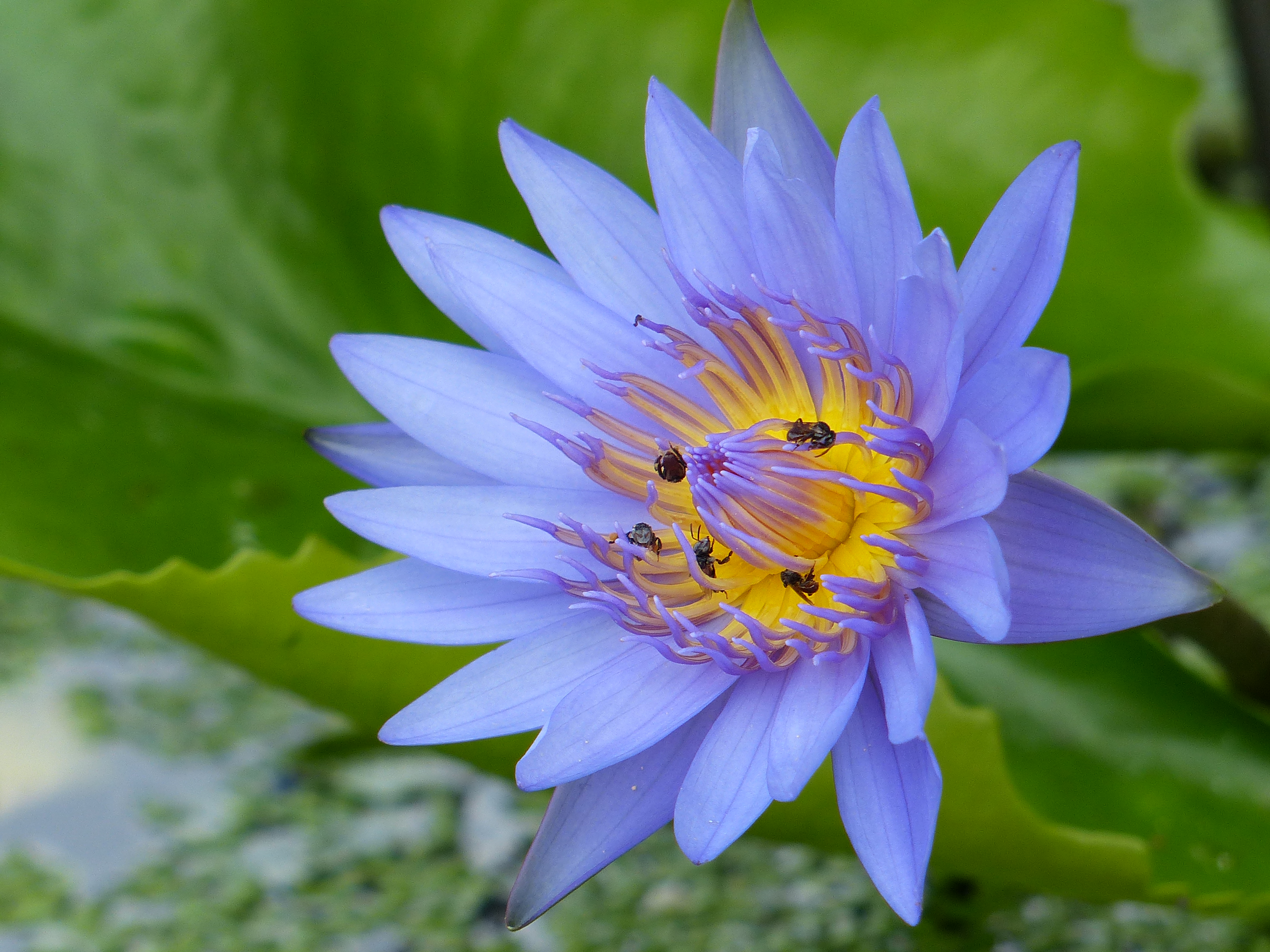 Wallpapers water lilies Water Lilies pond on the desktop