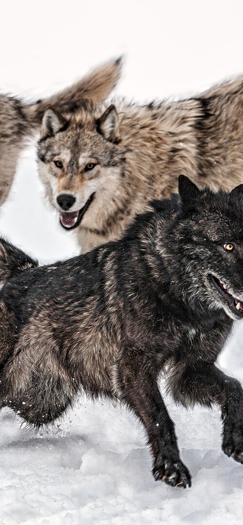 Обои волки зима стая на рабочий стол