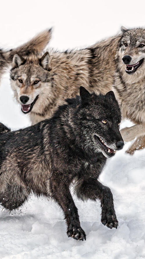 Обои волки зима стая на рабочий стол