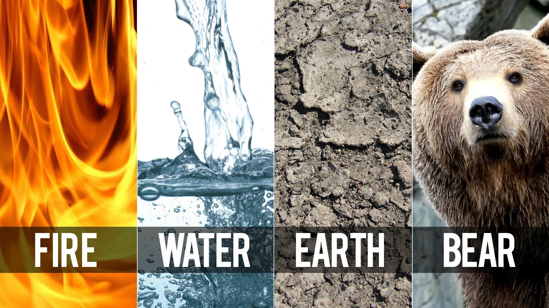 Wallpapers elements bears biology on the desktop