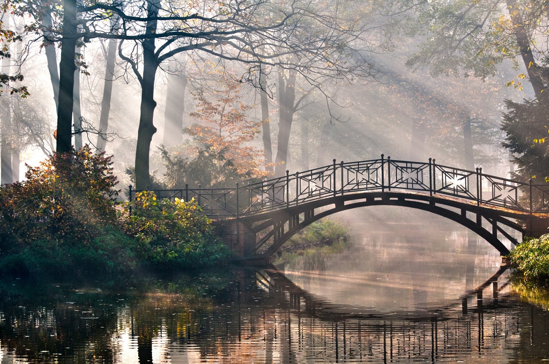 免费照片森林中的一座桥