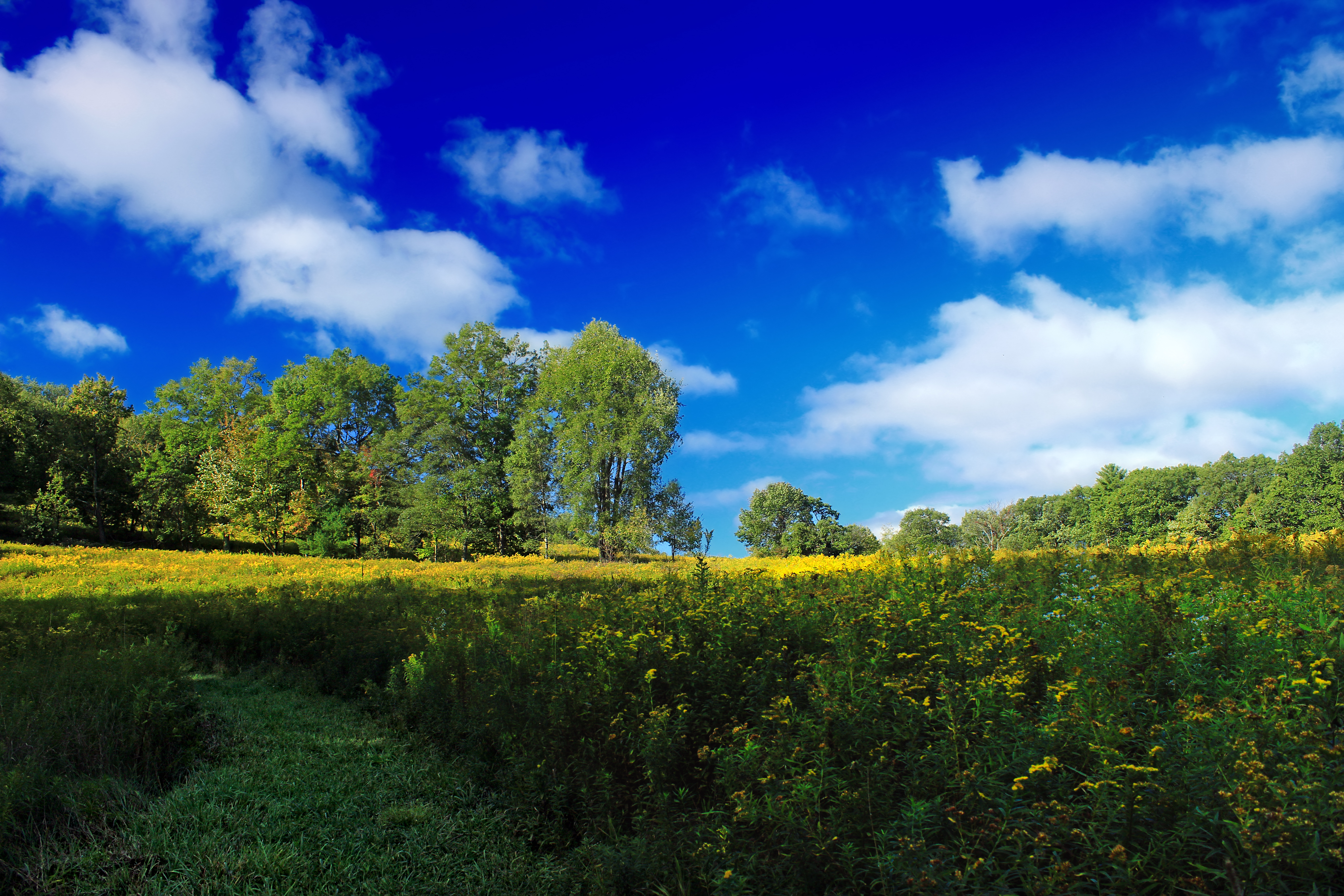 Free photo Summer meadow by a deciduous forest