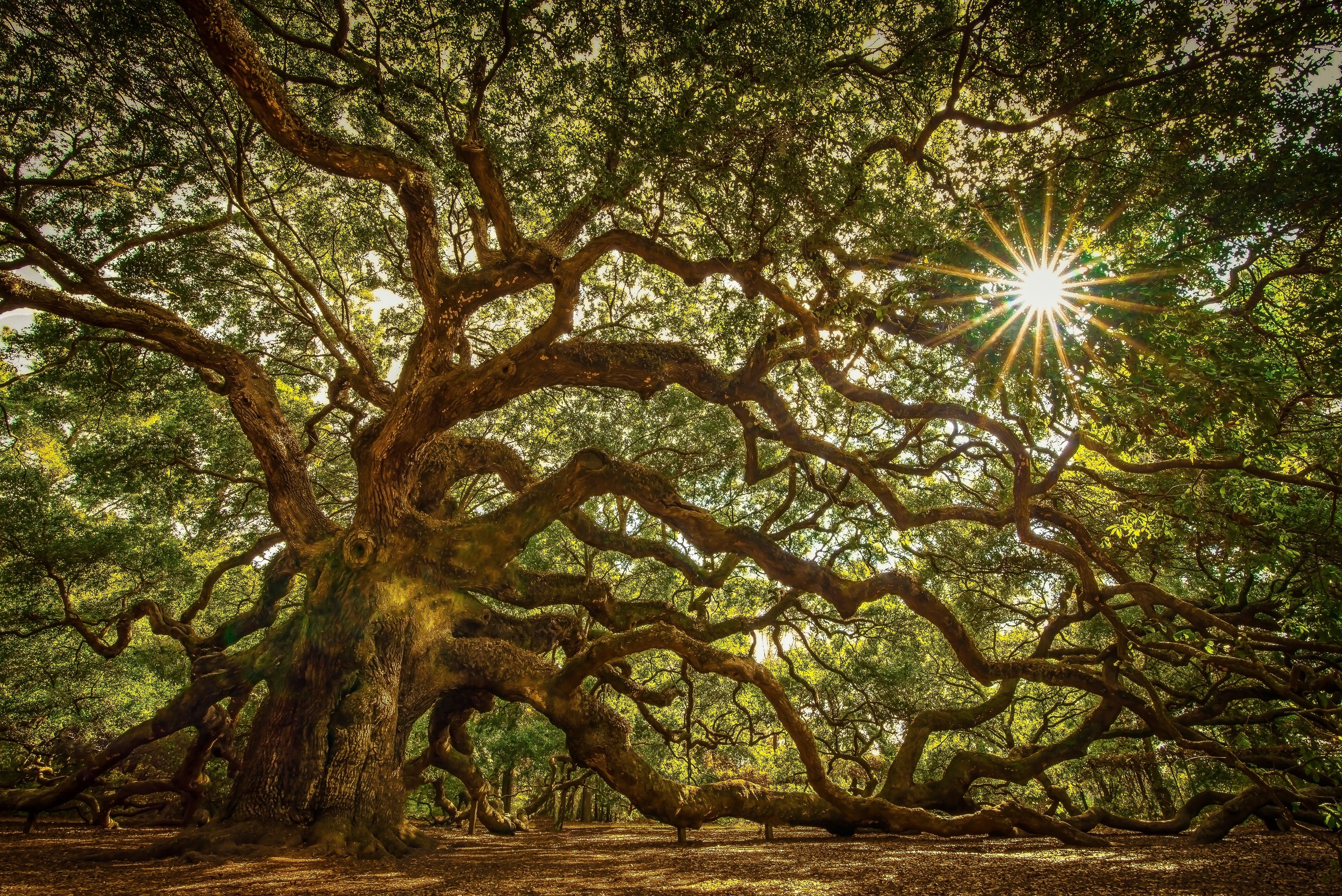 Wallpapers nature sun rays green leaves on the desktop