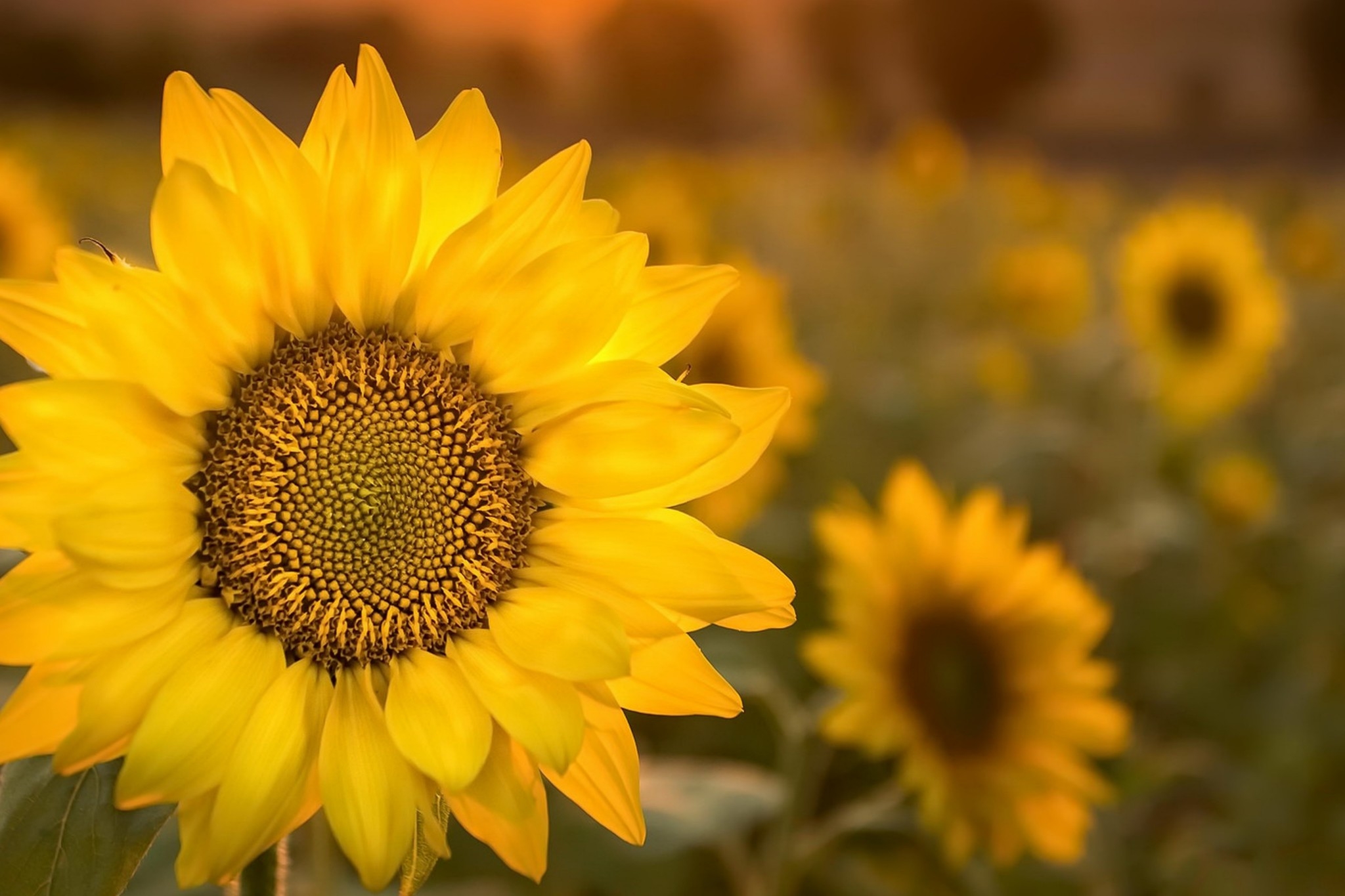 Free photo A ripening sunflower in close-up