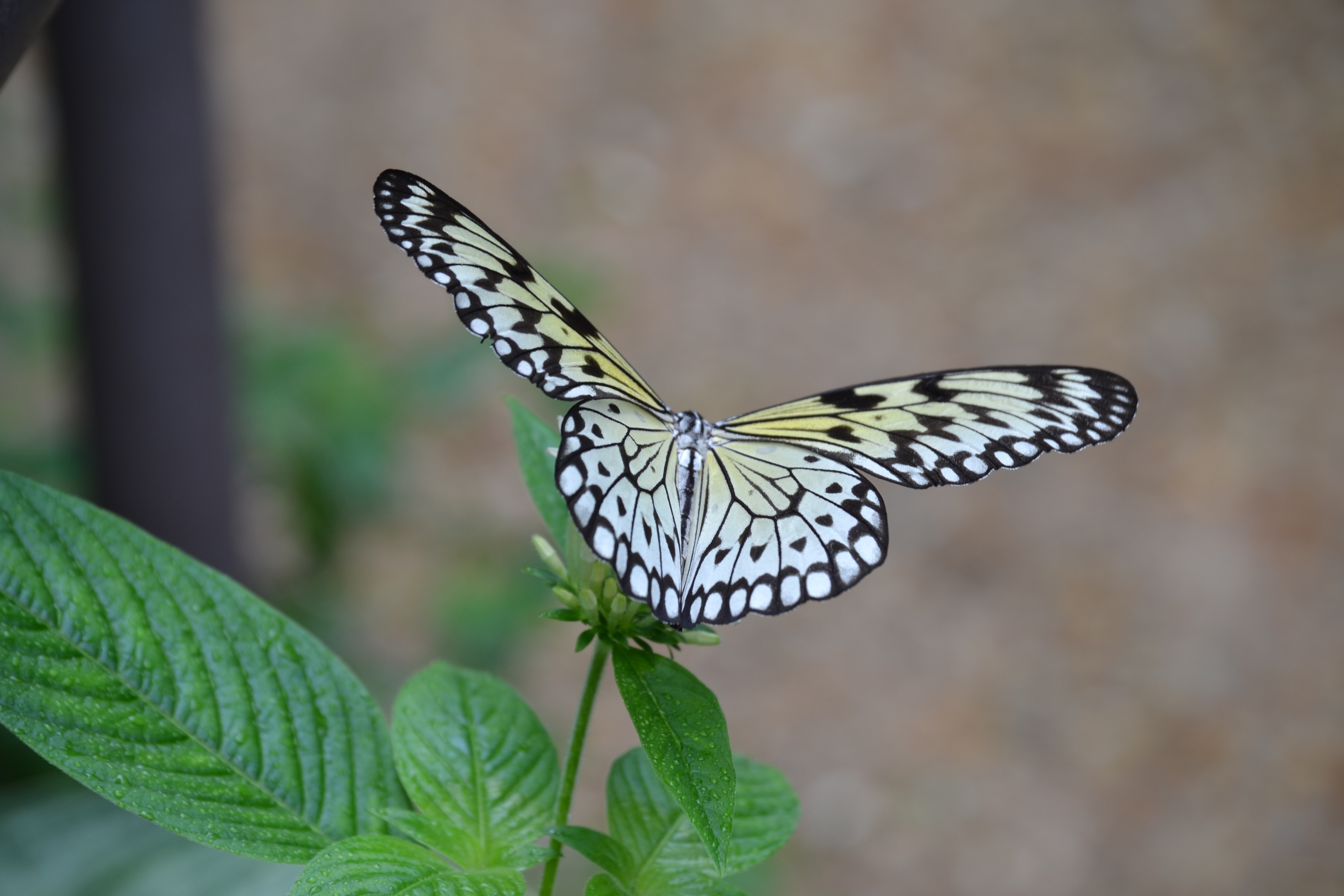 Free photo A light colored butterfly sits on the green leaves of a flower