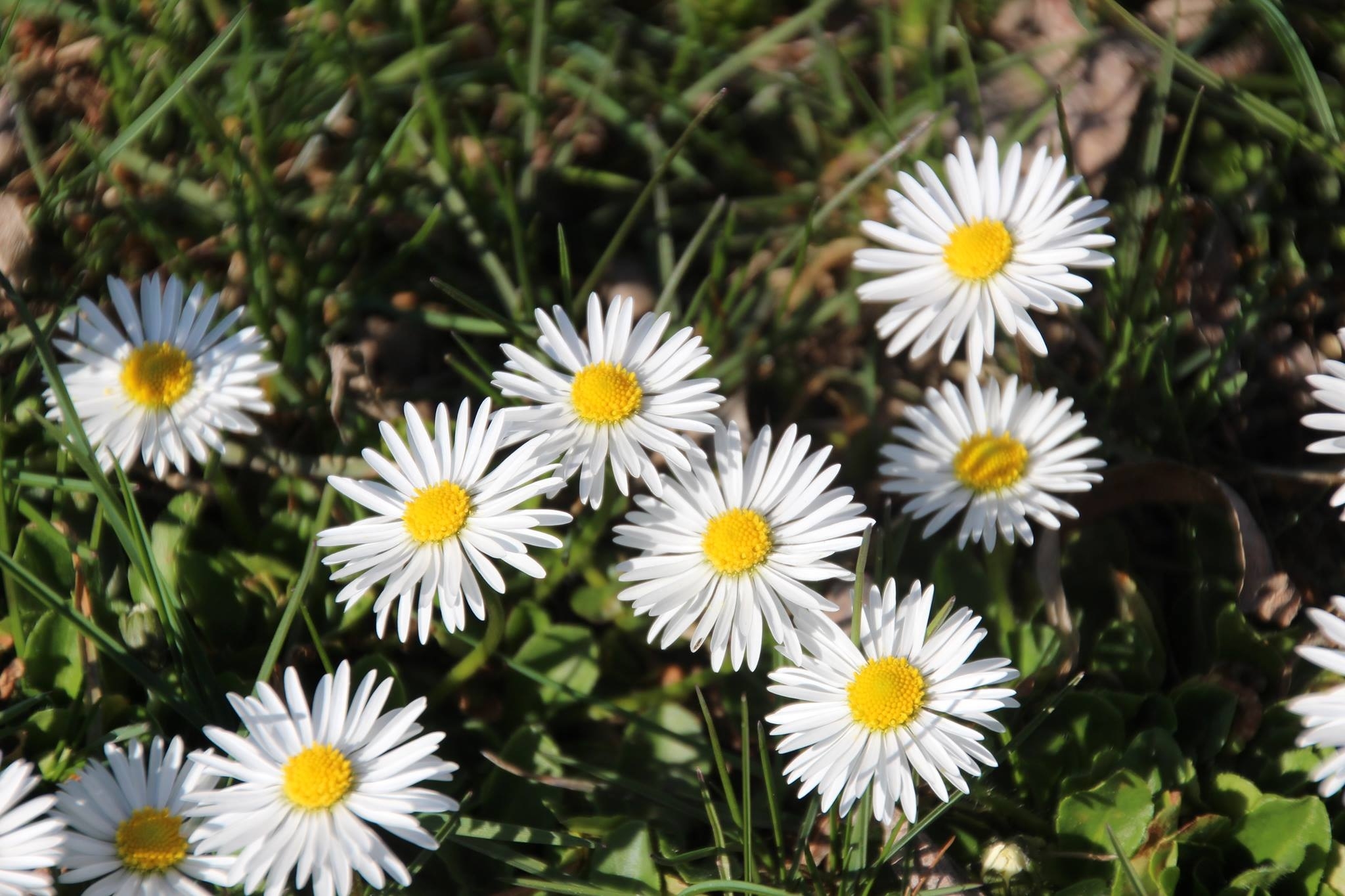 Free photo Daisy wallpaper