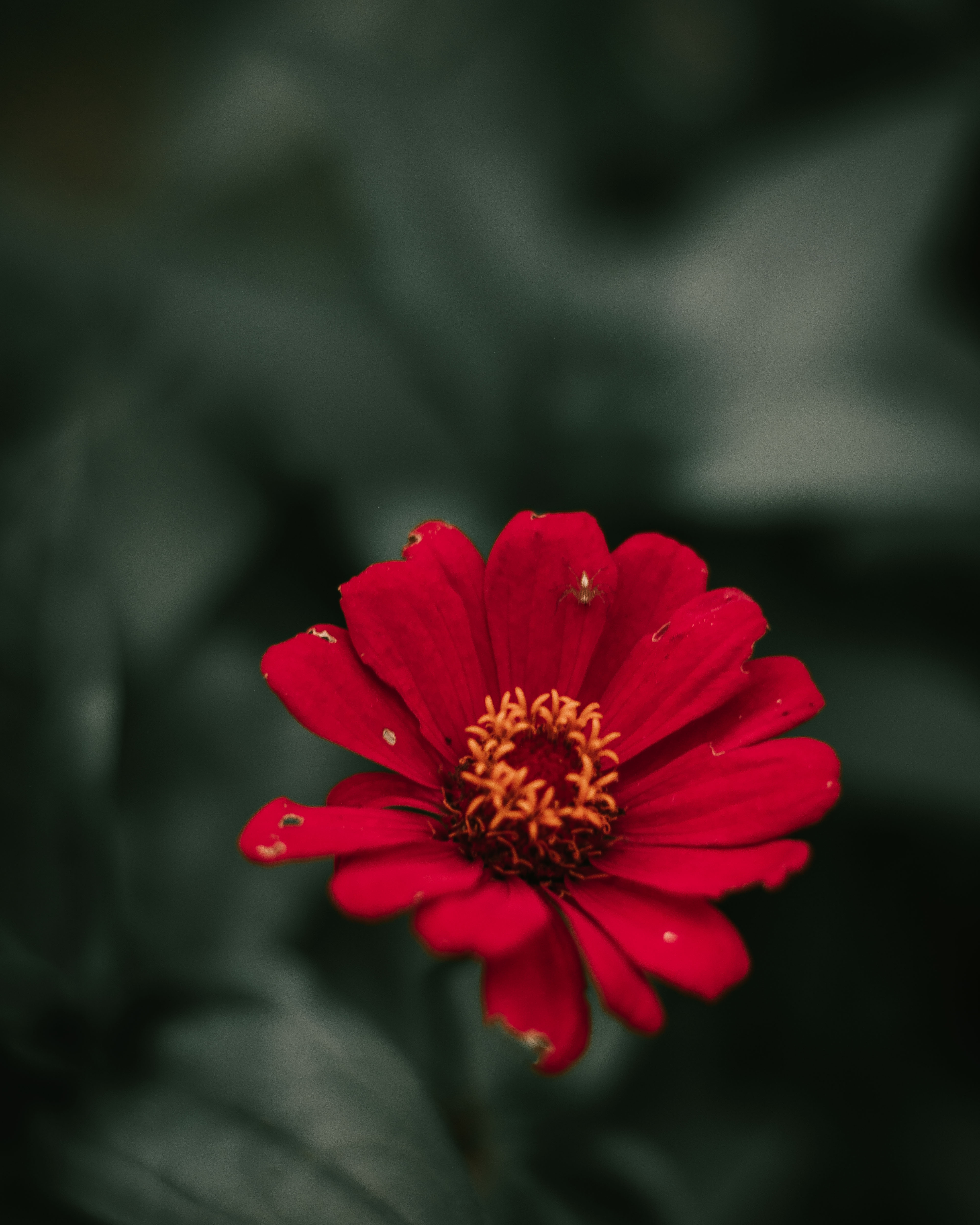 Wallpapers wallpaper red flower petals spider on the desktop