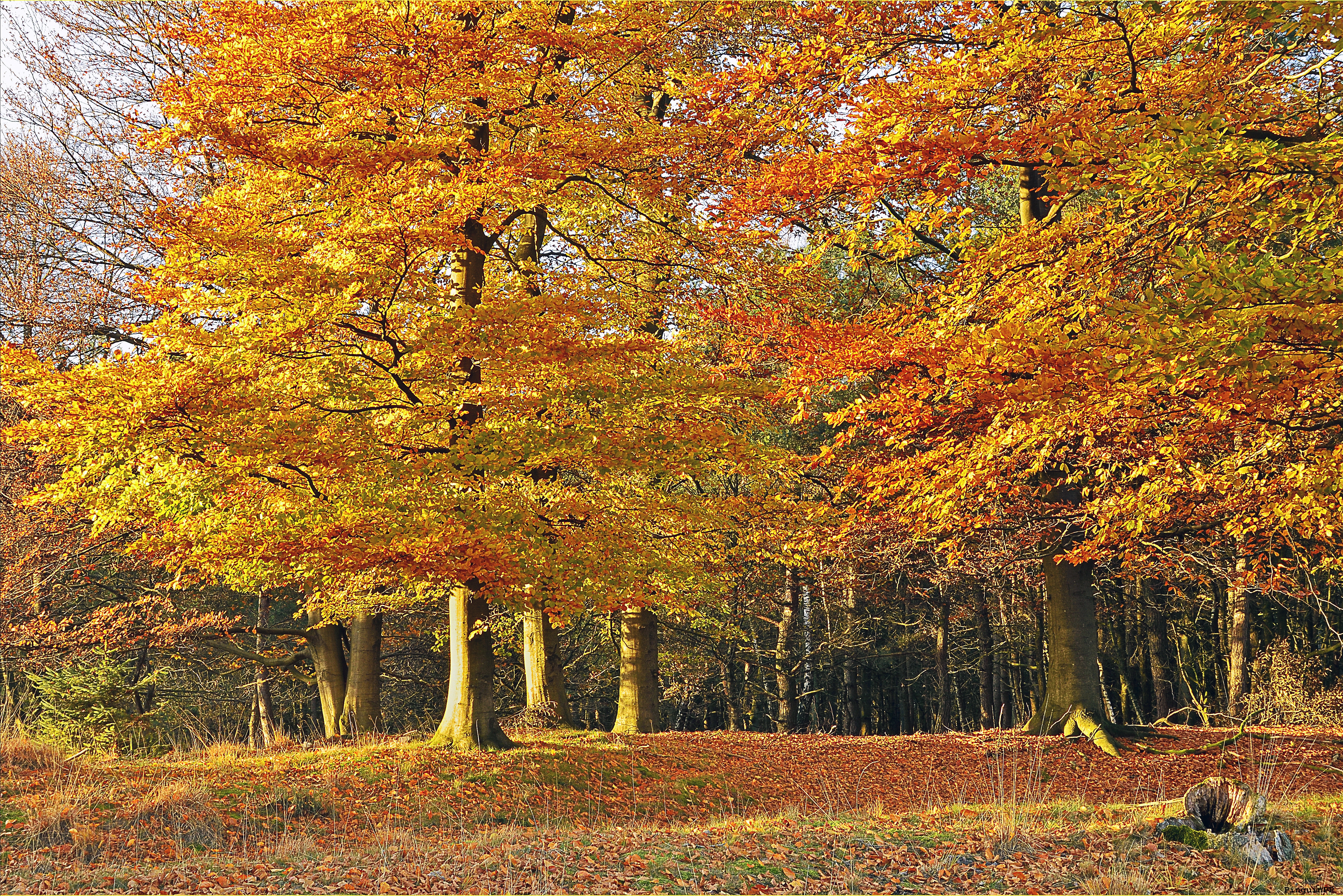 Wallpapers Golden autumn park trees on the desktop