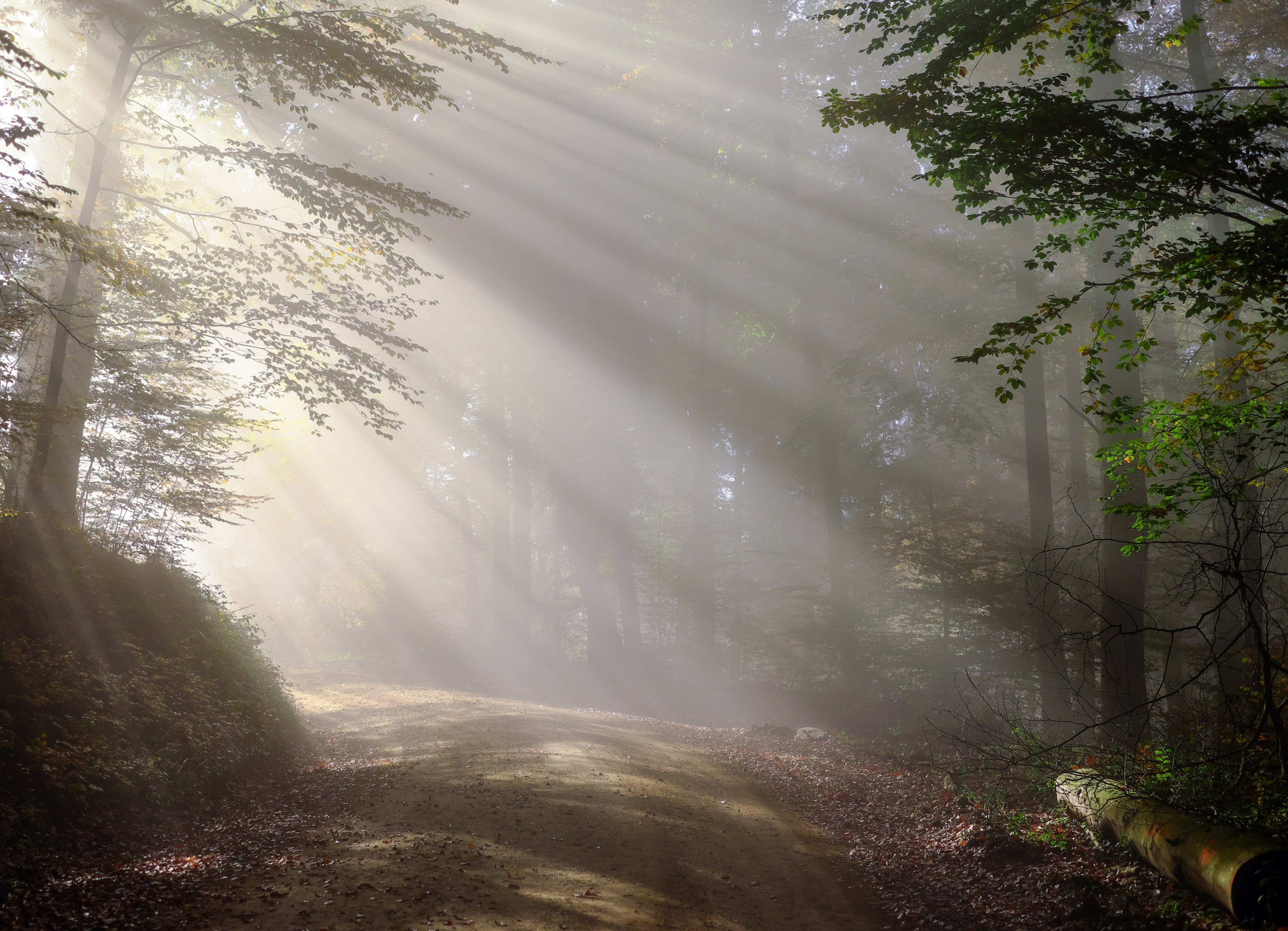 Free photo Bright sunlight in the forest