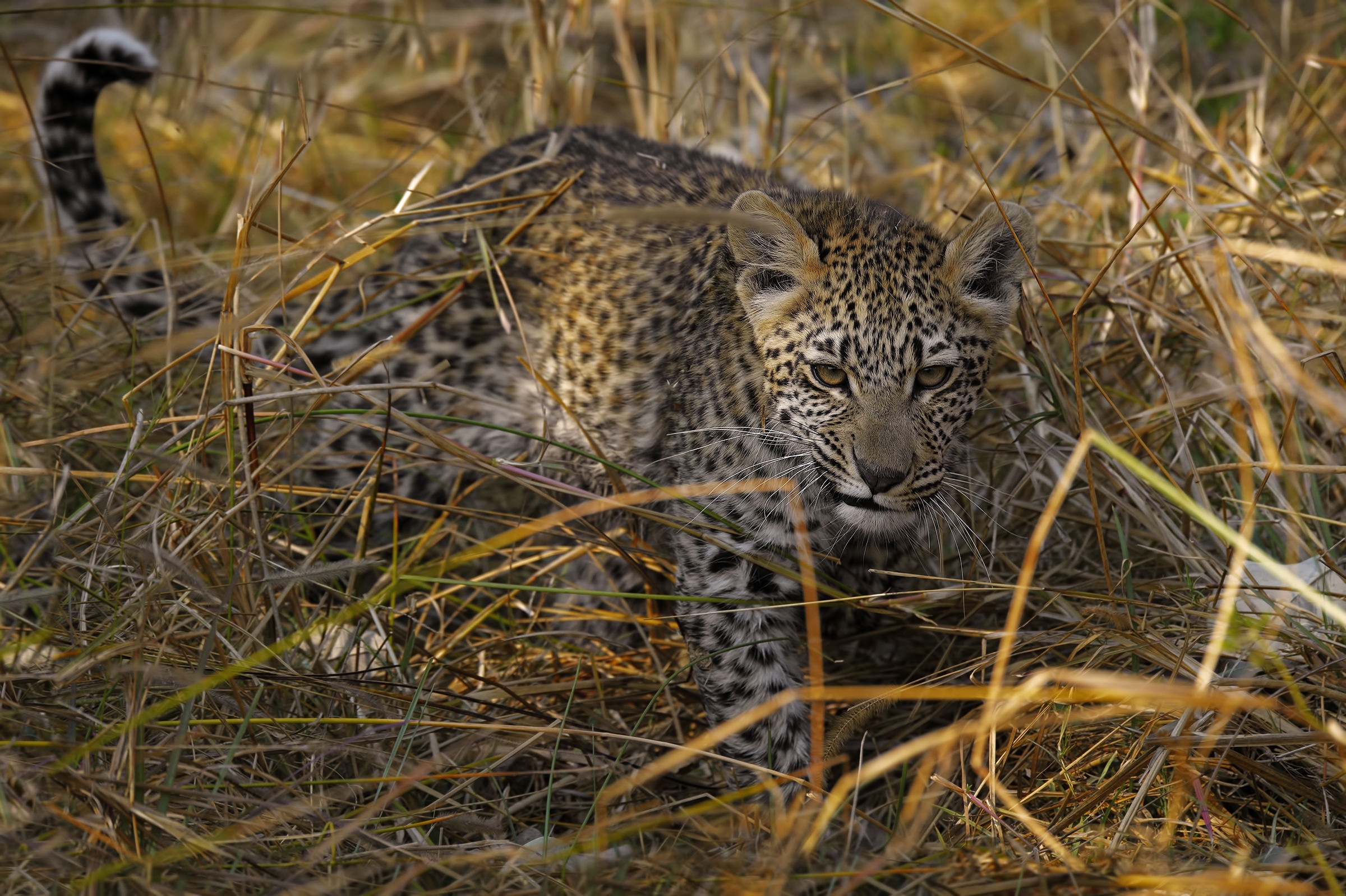 Wallpapers leopard big cats plants on the desktop