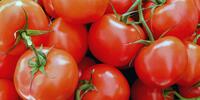 Спелые помидоры