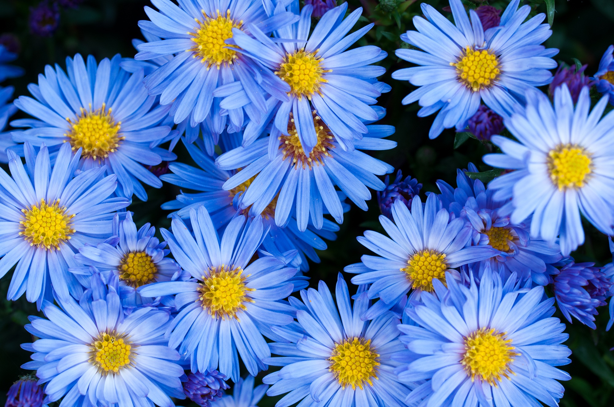 Wallpapers plant flower petal on the desktop