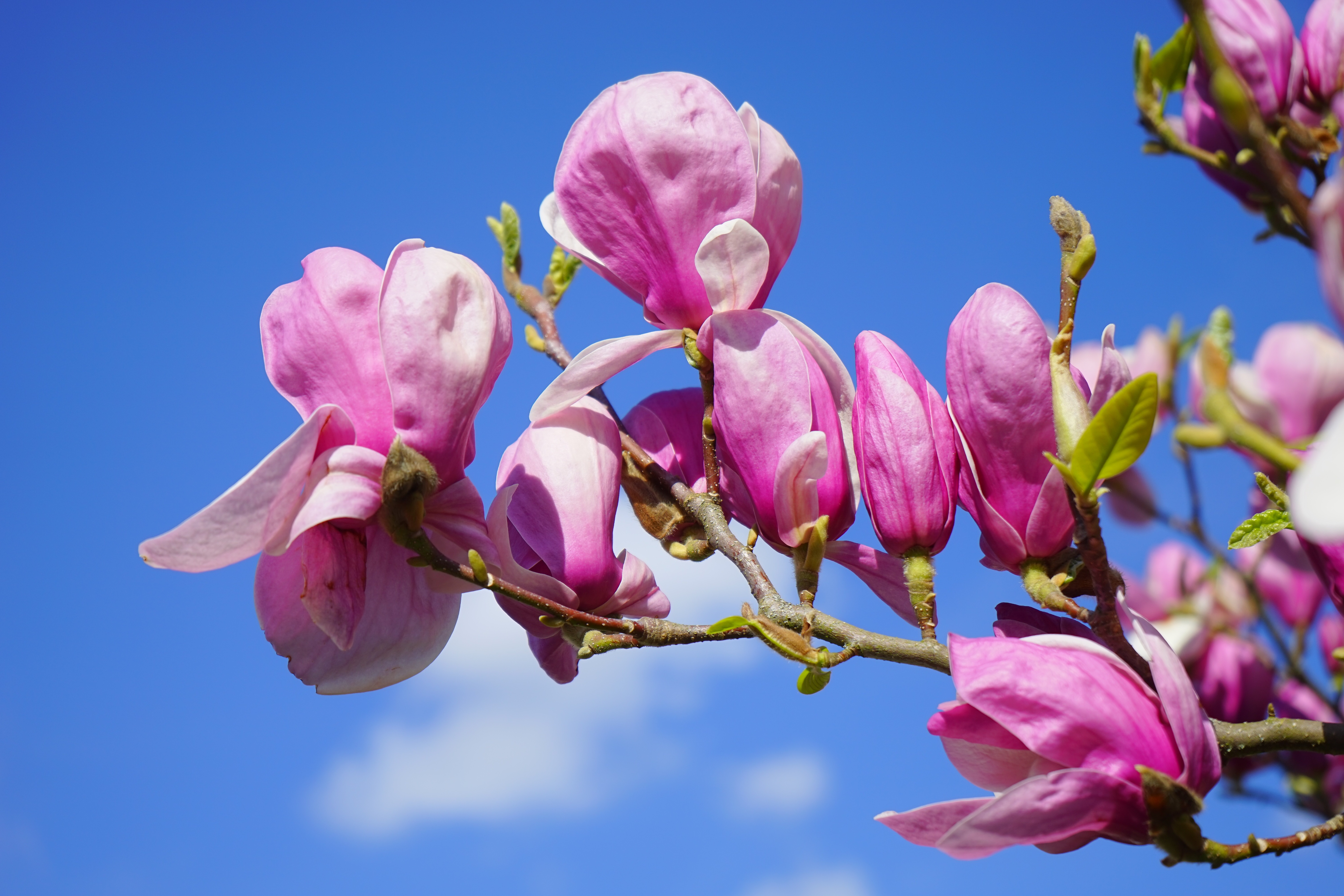 Free photo Tulip magnolia on a branch.