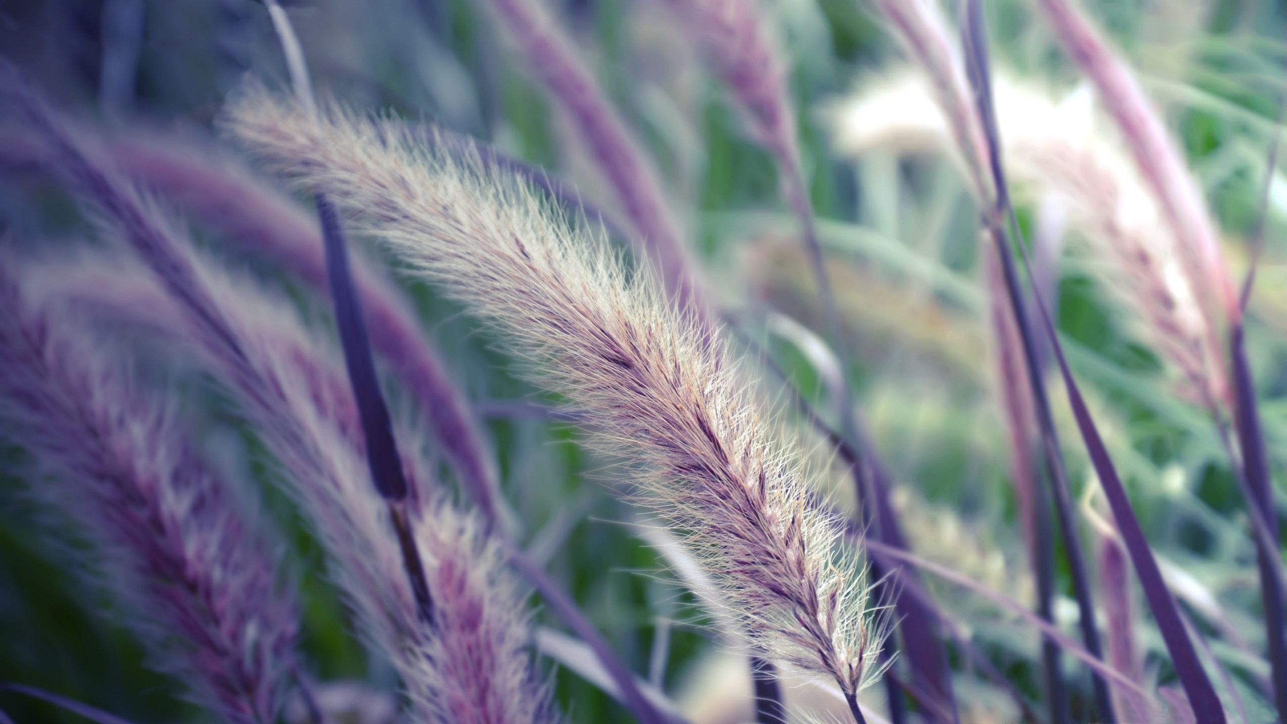 Free photo Purple spikelets