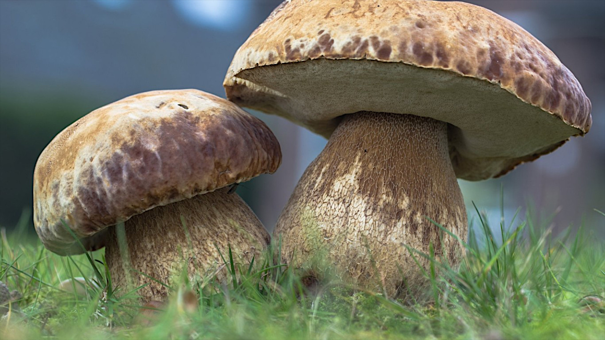 Free photo Two mushrooms on a green lawn