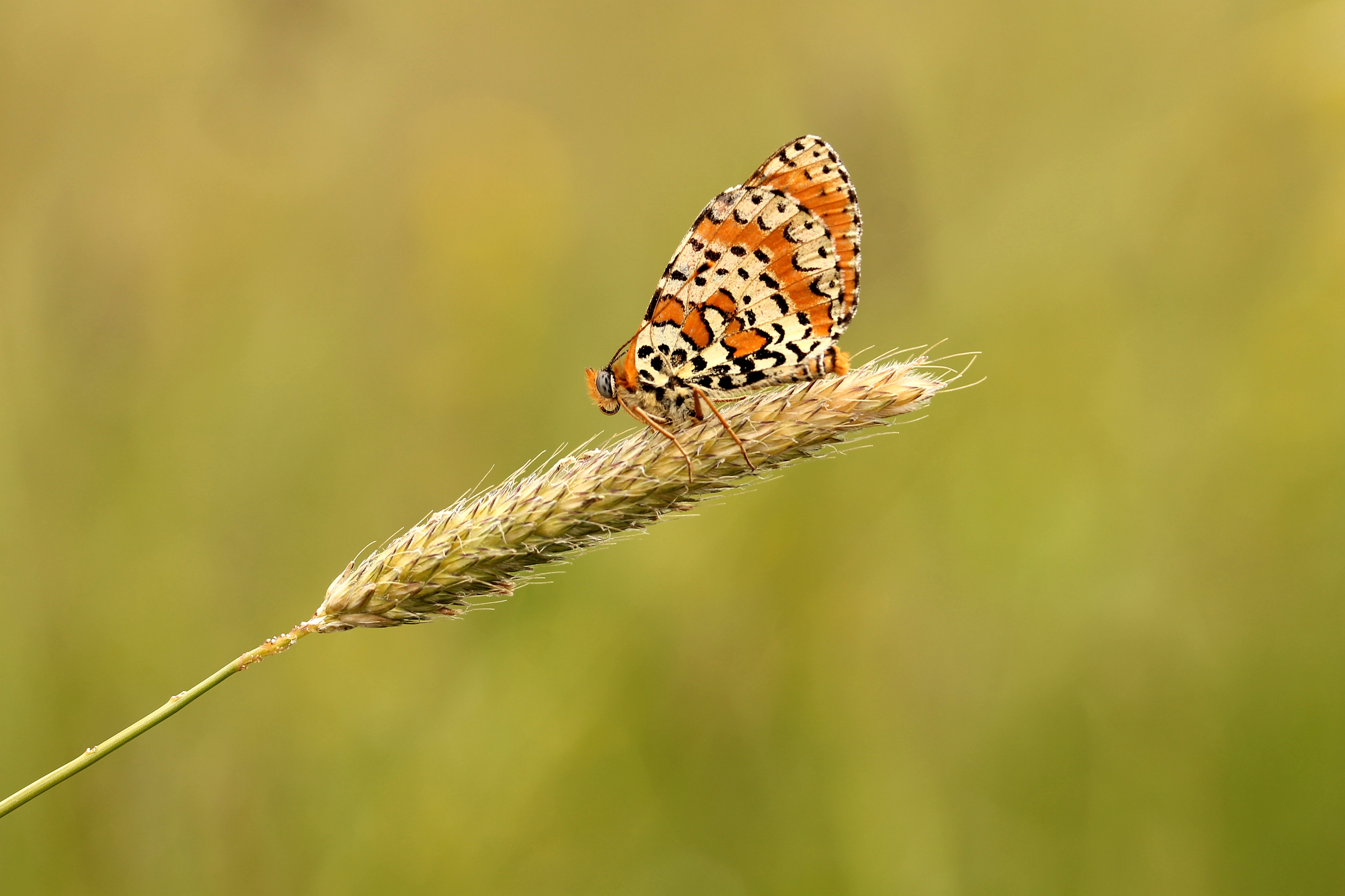 Free photo A striped butterfly on a spike.