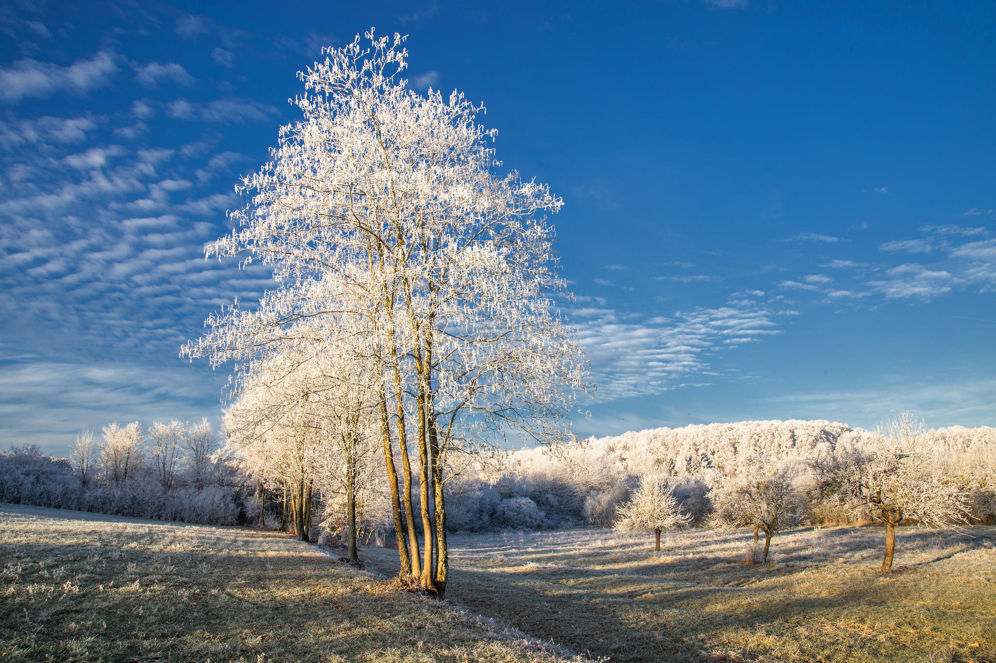 Free photo Frosty morning weather