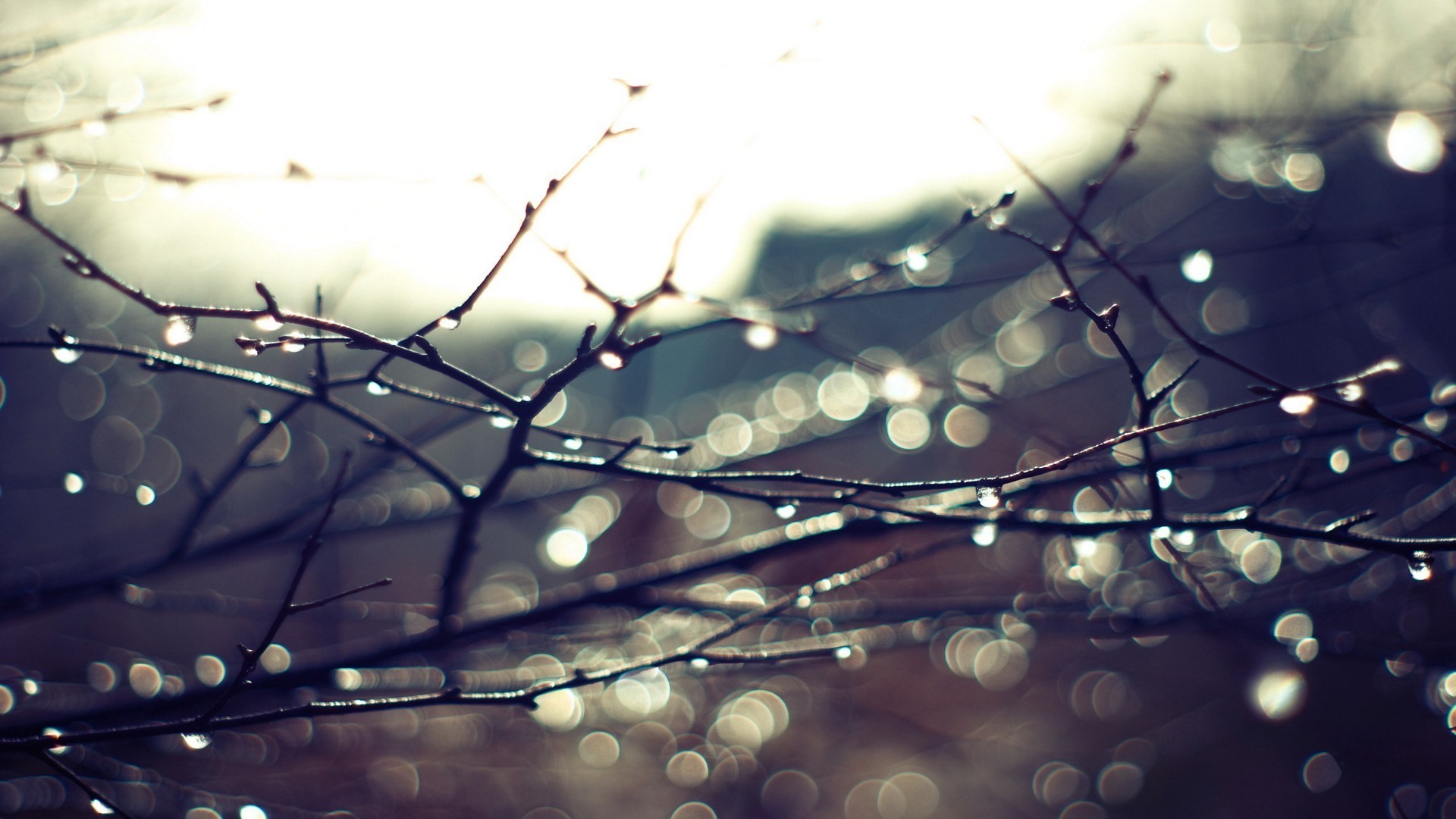 Обои солнечный свет деревья пейзаж на рабочий стол