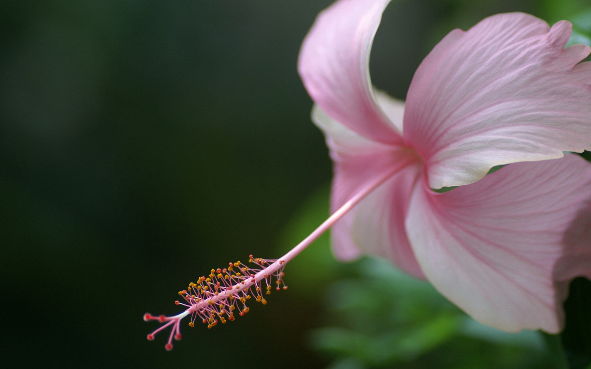 桌面上的壁纸雌蕊 花药 花