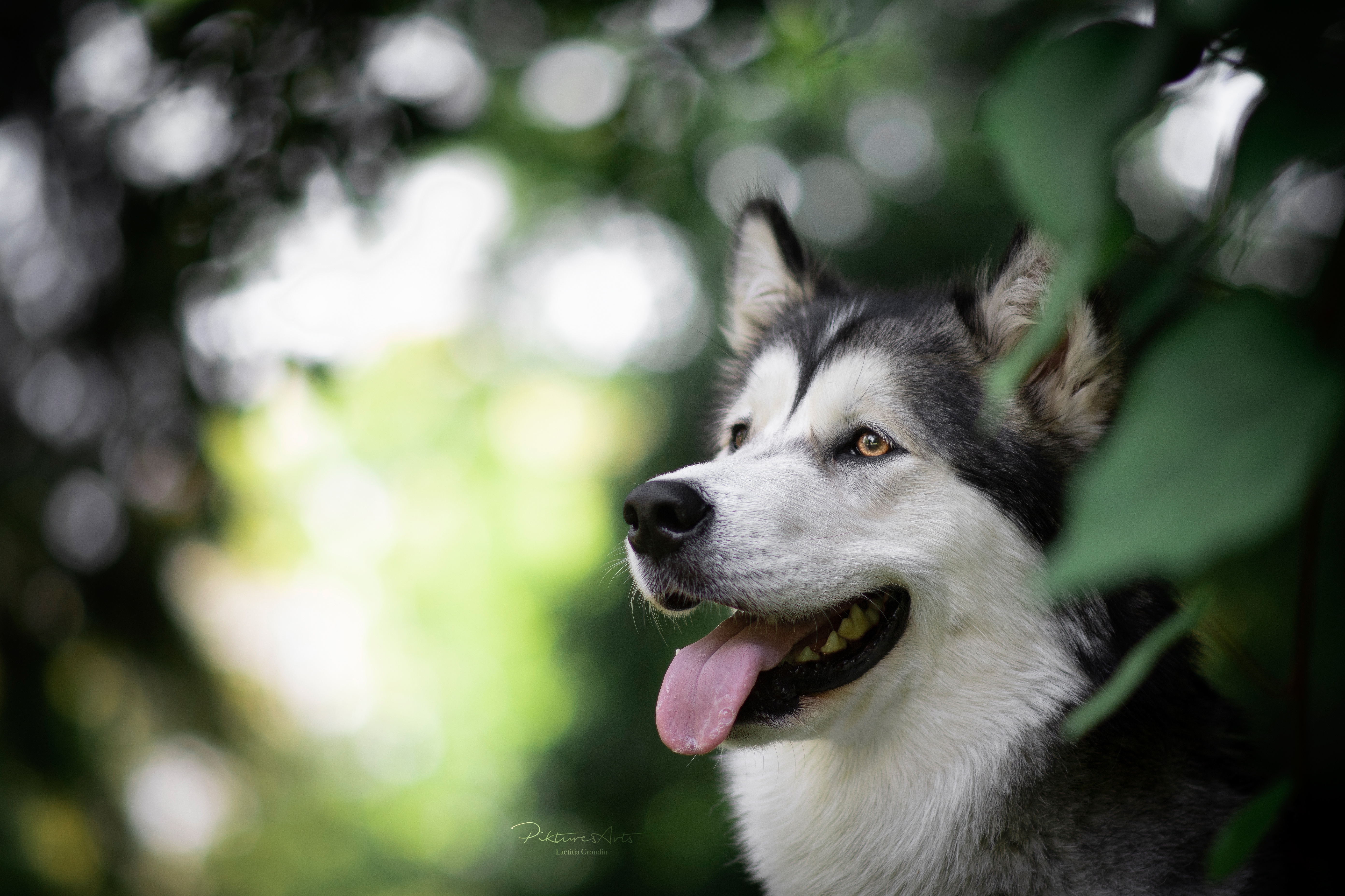 Обои Аляскинский маламут симпатичная собака размытый фон на рабочий стол