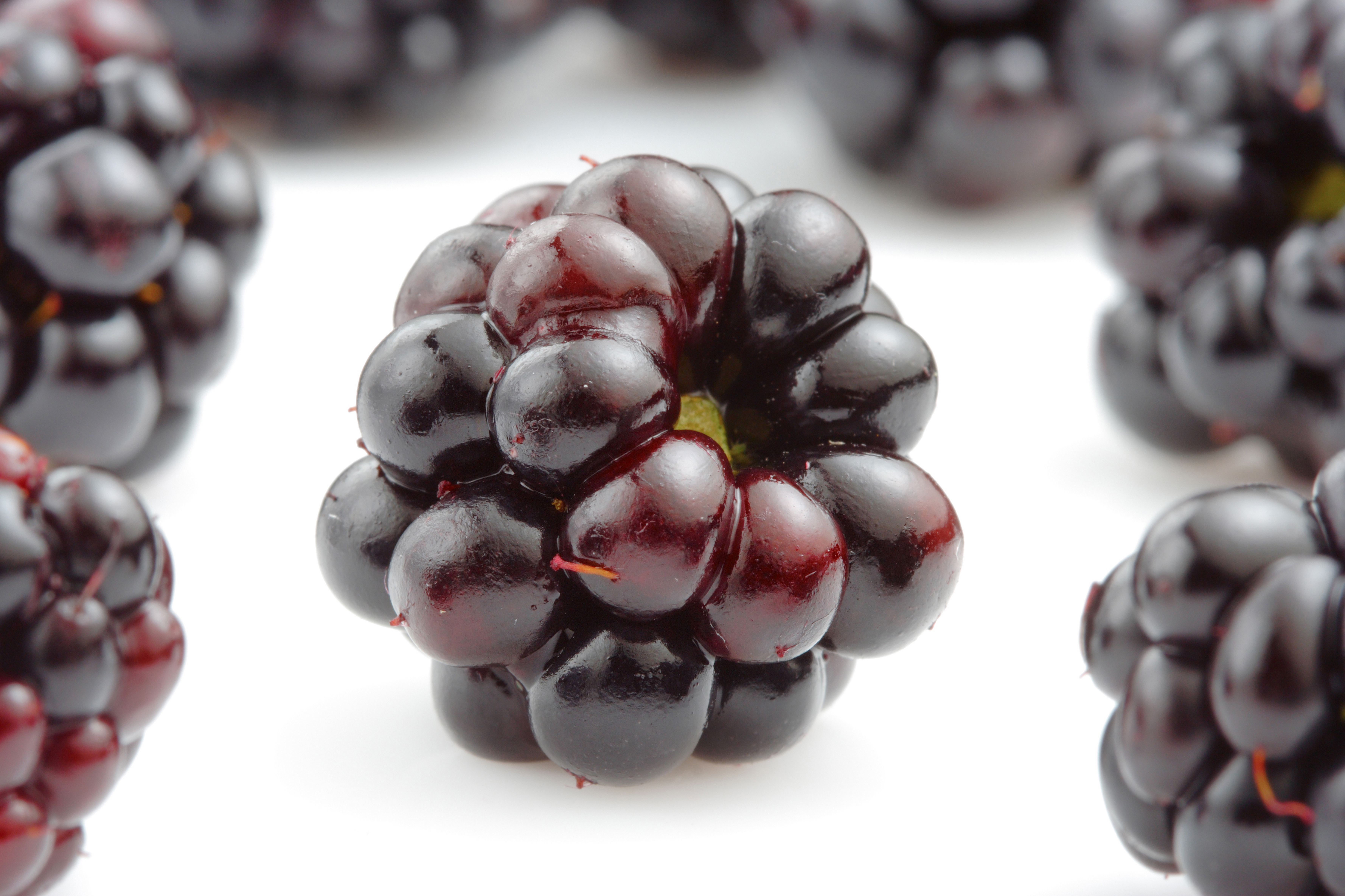 Free photo Blackberries on a white background