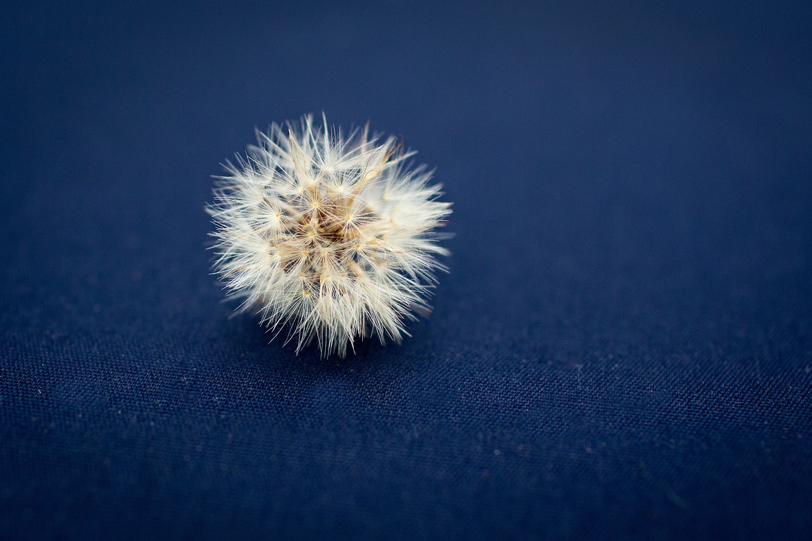 Free photo A dandelion with parachutes lies on a dark blue fabric