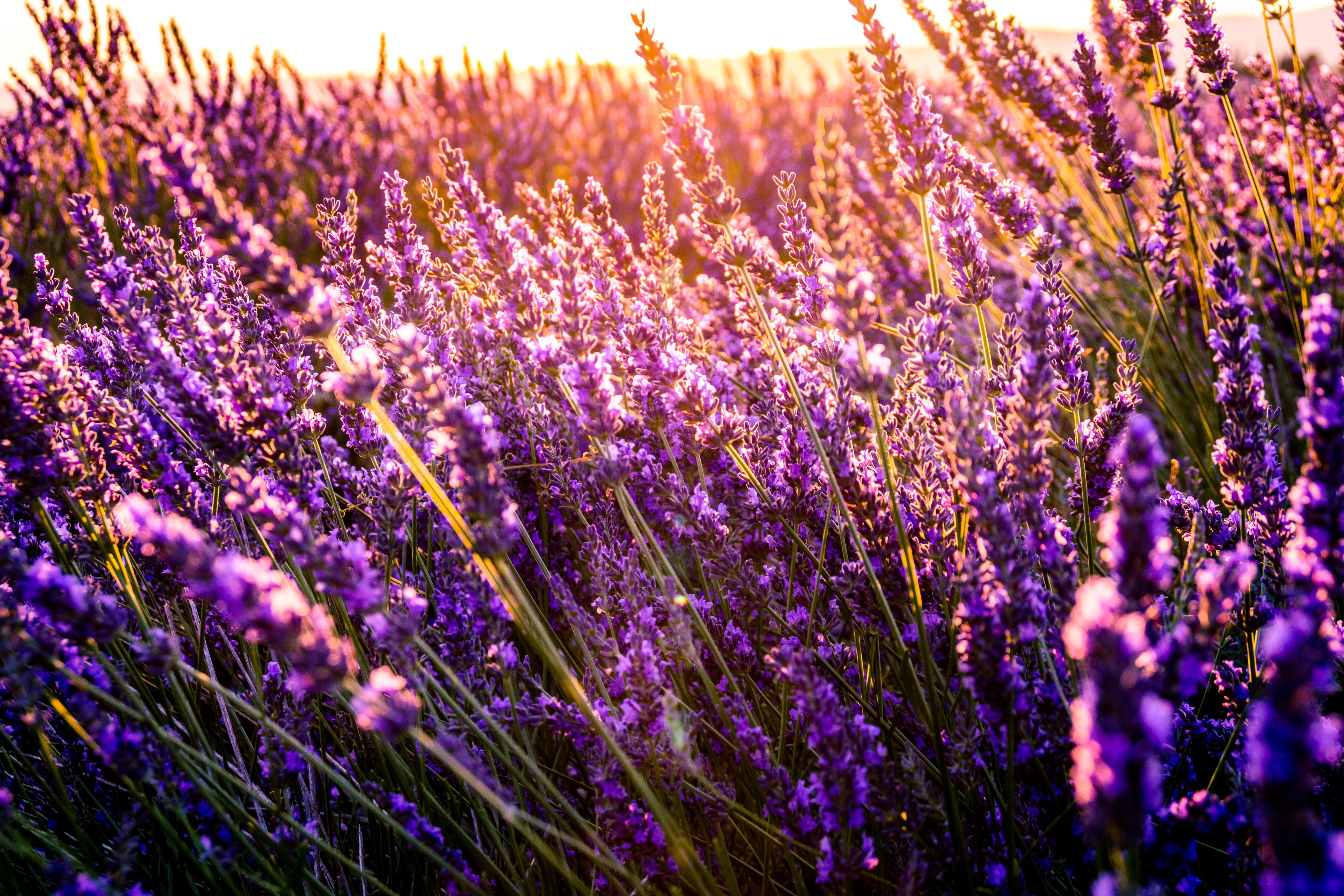 Wallpapers purple flowers sun light wallpaper lavender on the desktop