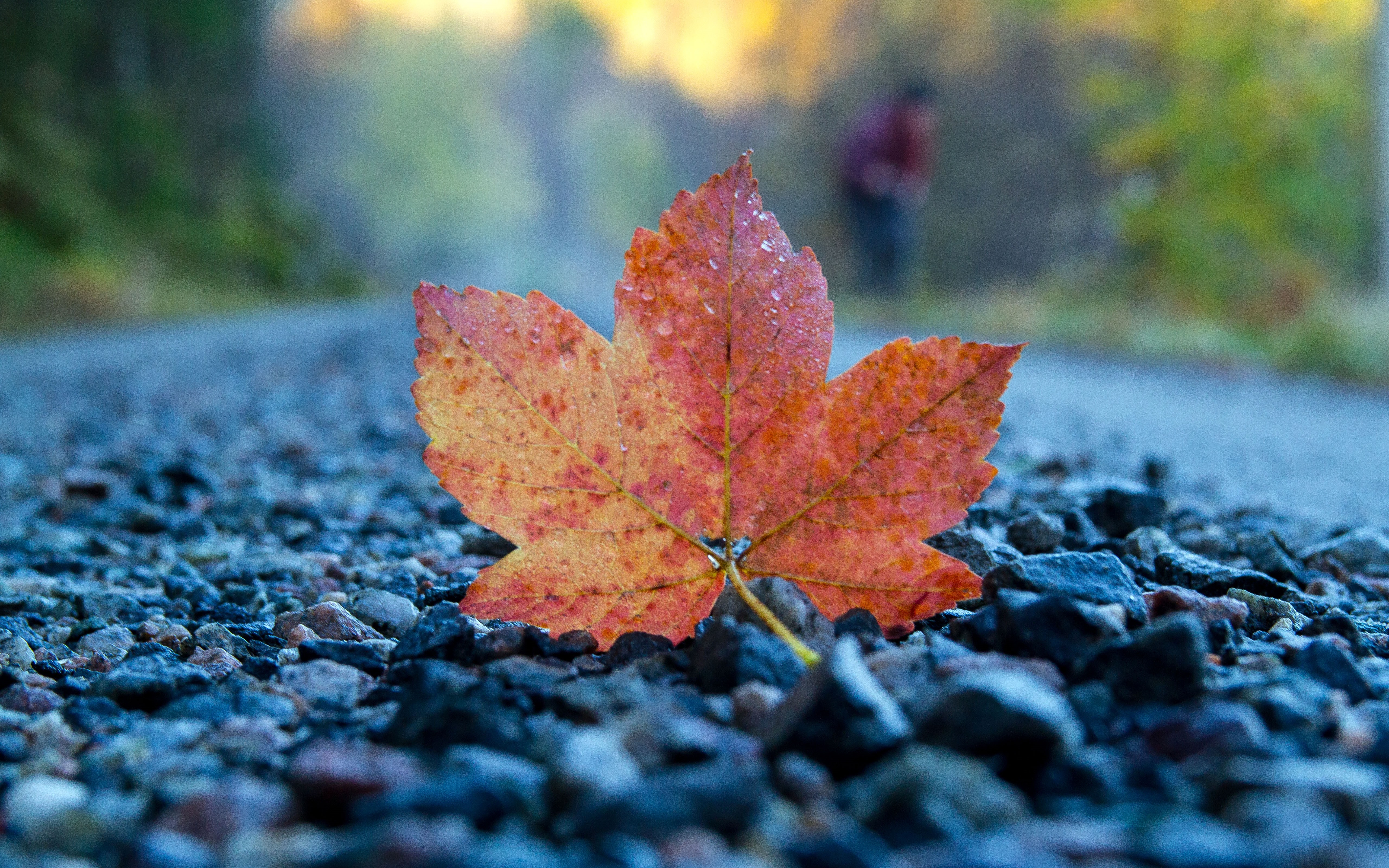 一片秋天的枫叶躺在路上