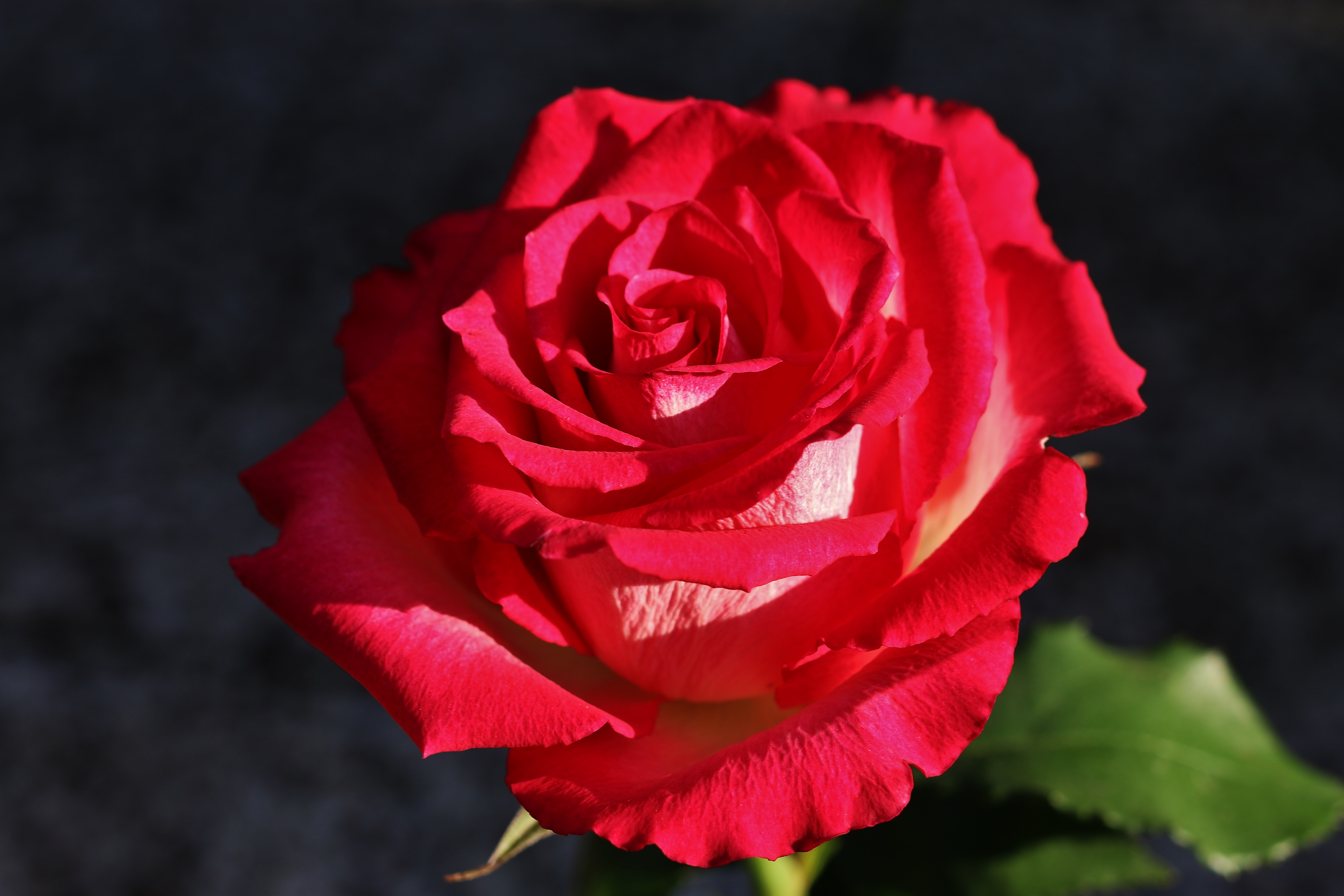 Free photo Red Rose