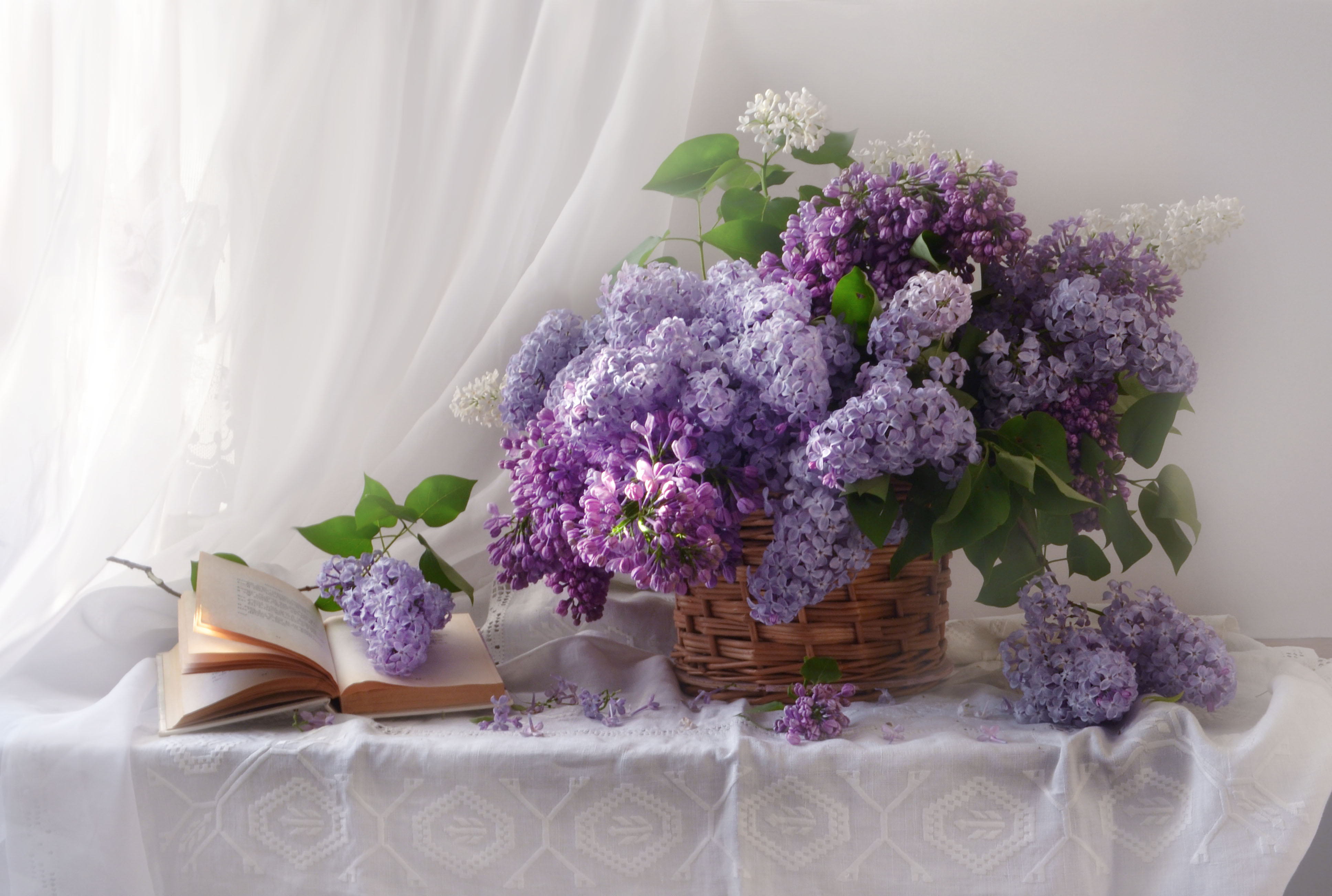 Wallpapers photo still life lilacs on the desktop